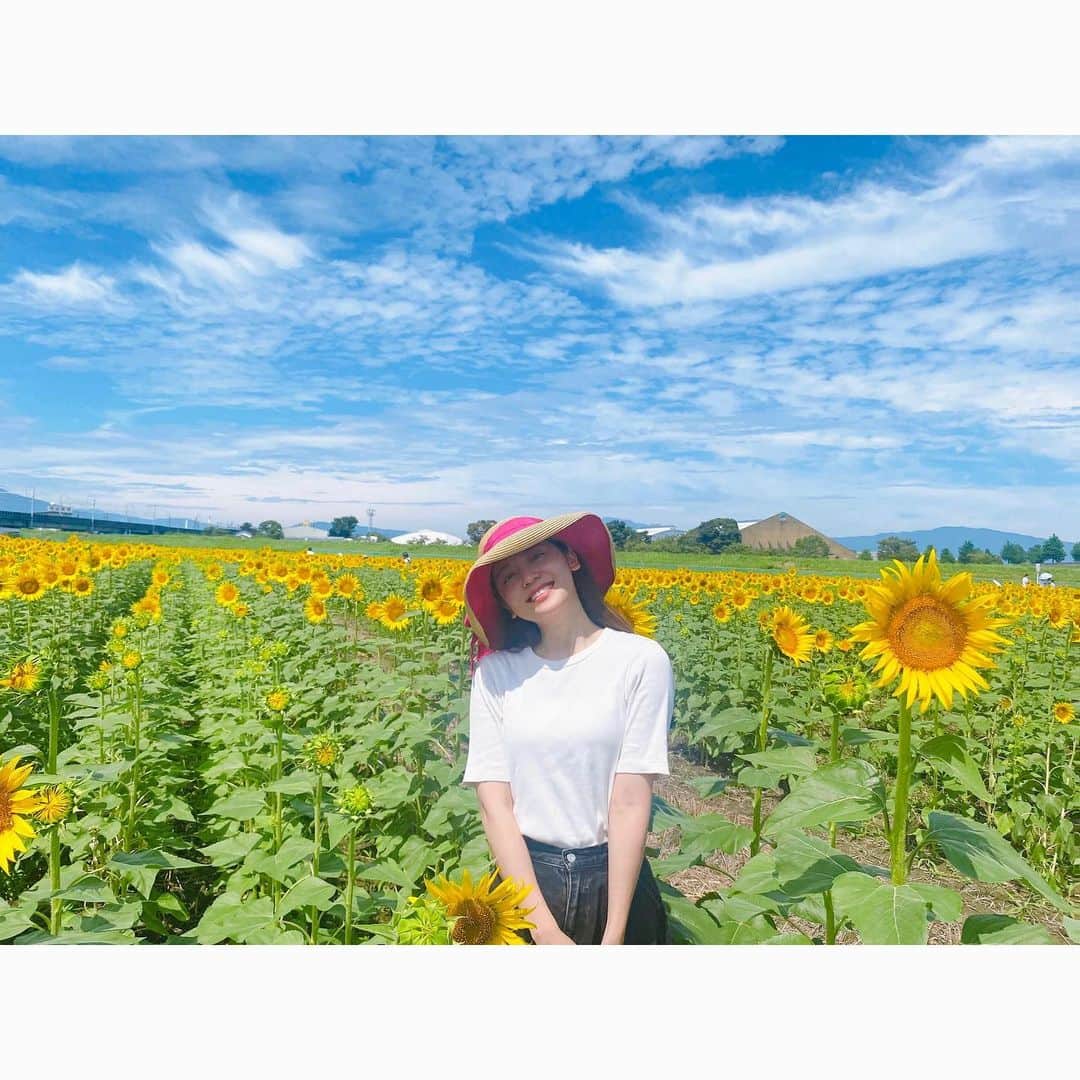森夏美のインスタグラム：「. 休日、実家に帰ってのんびりしていたら、 「ほら！早くしないと向日葵おわっちゃうよ！」 と母親に呼びかけられた朝7時🥱💤  寝起きのわたしには眩しすぎるほど、 向日葵たちが太陽に向かって 真っ直ぐ咲いておりました🌻  そういえば小さい頃は、 向日葵が咲くのをいつかいつかと 待ち遠しくしてたなぁ。  母よ、布団をはがしてくれてありがとう🙇‍♀️  #ひまわり畑 #夏の思い出 #岐阜 #東海テレビ #アナウンサー #森夏美」