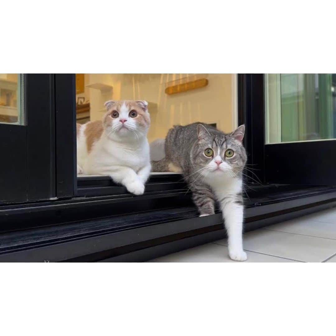 もちまるさんのインスタグラム写真 - (もちまるInstagram)「土砂降りでお散歩できなかったときの猫たち」8月29日 18時03分 - catmotimaru