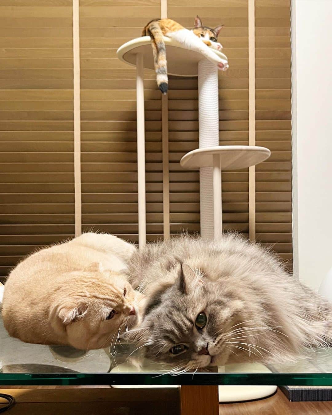 のインスタグラム：「金太のオラオラが強い💪 そして蒼太の虚無感、、。 . すずちゃんは仲間に入りたいのかな？いや、それはないか。 獲物が一匹になるのを待っている。が正解かな😂 . .  ＿＿＿＿＿＿＿＿＿＿＿＿ ねこの金太と蒼太とすず ▷▷ @vvviopw  ＿＿＿＿＿＿＿＿＿＿＿＿  #スコティッシュフォールドの金ちゃん#スコティッシュフォールド#scottishfold  #ラガマフィンのそうちゃん#ラガマフィン#Ragamuffin #もふもふ #にゃんすたぐらむ#catsofinstagram  #meowed#9gag #猫のいる暮らし」