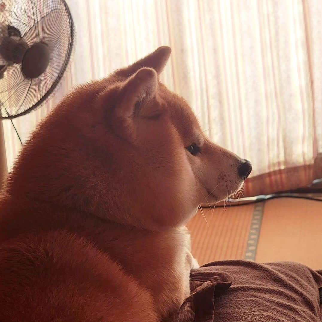 柴犬たま Shibainu Tamaさんのインスタグラム写真 - (柴犬たま Shibainu TamaInstagram)「⠀ ⠀ 連日、猛暑が続いておりますが⠀ ミケしゃんは現在冬毛MAXでございます🤣⠀ ⠀ ここ1〜2年は毛の生え変わりも順調だった気がするけど、久しぶりに失敗しちゃったねぇ😅(ミケしゃんは夏毛⇔冬毛の衣替えが苦手です…笑)⠀ ⠀ ⠀ Caption trans🇬🇧⠀ Despite the daily heat wave, Meekeh is currently wearing fluffy winter fur🤣⠀ She has had a good fur change in recent years, but for the first time in a long time she seems to have failed😅 (She is not good at changing clothes lol).⠀ ⠀ #たま家族 #柴犬ミケ #ミケママ #冬毛 #モフモフ #換毛期失敗 #換毛期 #衣替え失敗 #衣替え #顔肉がじゃま #後頭部フェチ #愛らぶ後頭部 #かなりひし形⠀ #柴犬 #shiba #shibainu #shibastagram #犬 #dog」8月29日 18時22分 - tama7653