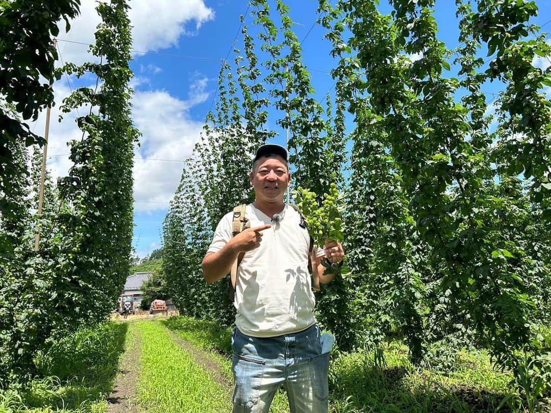 西村瑞樹（西村キャンプ場）のインスタグラム：「この植物なーんだ？🌿  今週末９月２日(土)の『#西村キャンプ場』は 引き続き岩手県キャンプ旅🏕  ビールの原料となるホップの一大産地 #遠野市 を訪れ、 地元のクラフトビールをゲットした西村さん🍺  そのままホップ畑も見せていただくことに。  通称「グリーンカーテン」と呼ばれる ホップの壮大な畑を訪れた西村さんは 「初めて見ました！」と感激🌿✨  さらに、生産者さんから「かじってみたら？」と ホップを渡され食べてみると、まさかの事態に…  #バイきんぐ西村 #バイきんぐ #西村瑞樹 #キャンプ #キャンプだホイ #camping #キャンプ飯 #キャンプ料理 #ソロキャンプ #旅行 #広島 #東北 #東北旅 #岩手県 #岩手 #ビール #ホップ」