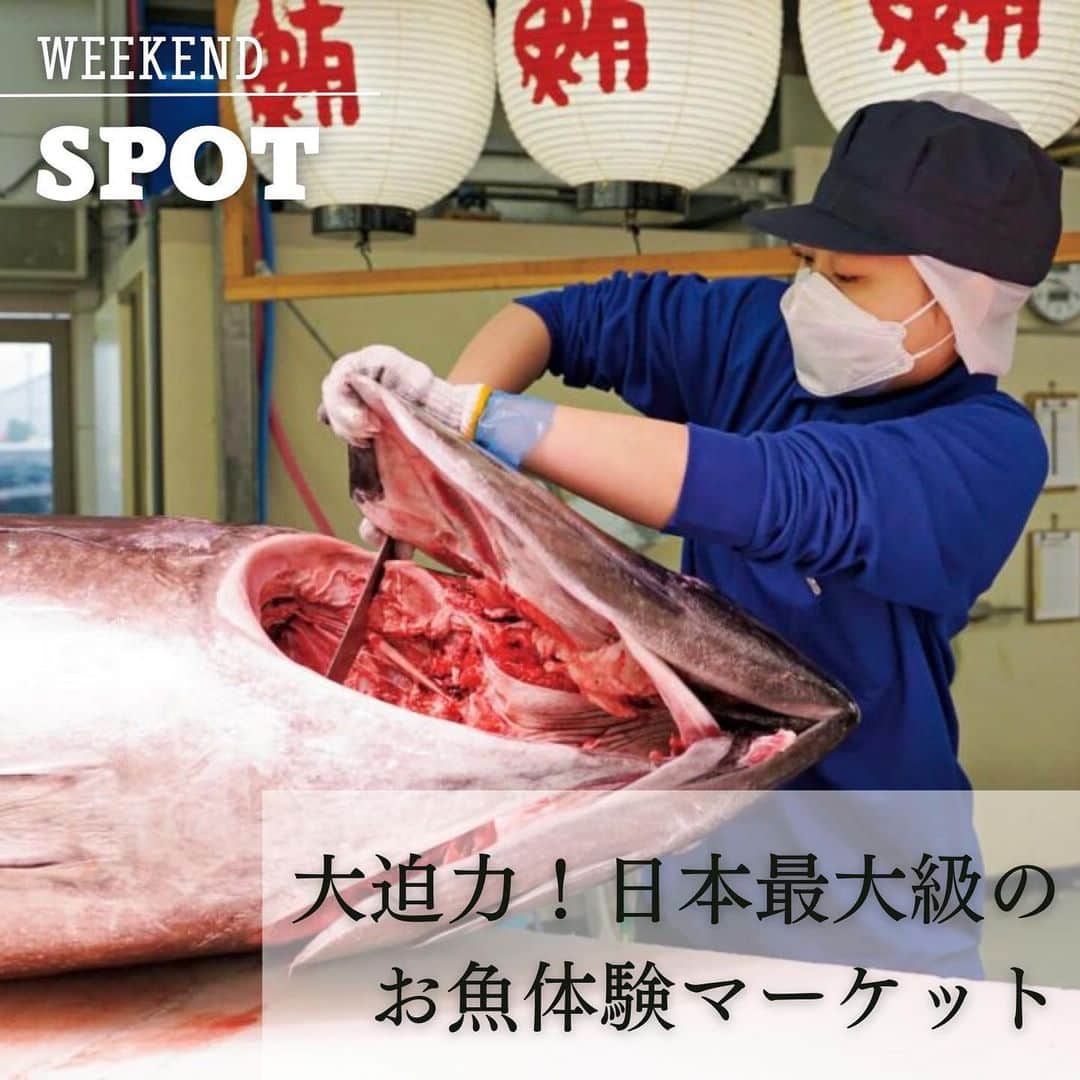 Mart（マート）編集部さんのインスタグラム写真 - (Mart（マート）編集部Instagram)「週末は、家族でワクワクが止まらないお魚専門店を訪れてみませんか？  「まぐろパーク」は、日本最大級のお魚体感マーケット。 鮮魚の販売だけでなく、マグロの解体ショー（週末のみ）を見たり、フードコートでくつろいだりできるのも魅力です！  目の前で見られるまぐろの解体ショー  まぐろパークの目玉、迫力満点のマグロの解体ショー！　週末に開催され、希少部位の説明や販売などもあるので、いつもと違ったマグロの食べ方も楽しめます。  もちろん鮮魚もたくさん！  新鮮な魚を目当てに、オープンから来店する人も多数。ほかにはない珍しい魚や旬の魚が並び、調理法が聞けるほか、三枚おろしなどにさばいてもらうことも可能。  まぐろパーク® 堺本店 大阪府堺市北区中村町607-1 ☎ 072-258-1002 営業：9:00～19:00（フードコートのL.O.18:30）https://maguro.daiki-suisan.co.jp/  ライターが投稿あげるときにつけるハッシュタグ #martmagazine #雑誌Mart #ときめく週末 #家族で過ごす週末 #まぐろパーク  #小学生お出かけ  #関西お出かけ」8月29日 18時30分 - mart.magazine