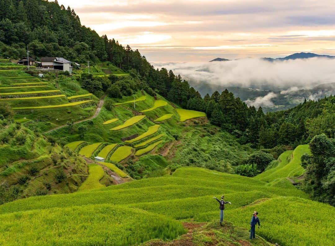 詩歩さんのインスタグラム写真 - (詩歩Instagram)「📍愛媛県 泉谷棚田 / Izumi-dani rice terraces ,Ehime Japan  📷 23rd Aug 2023  「日本の棚田百選」に選ばれている #泉谷棚田 。愛媛県内からは３ヶ所選ばれていて、中でも松山市や道後温泉から一番近いのがこちらです。  と行ってもアクセスはかなり大変。 「本当にこの先にあるの…！？」と思うほど狭い山道を上った先、視界がぱっと開けたところを見下ろすと、棚田の景色が広がっていました。  急な山の斜面を切り開くように、小さく並んだ田んぼ。ここまで来るのでさえ大変なのに、さらに手作業で作業をするのは本当に大変なことだなあ…👏　写真を撮っていたら田んぼに人の気配を感じたけれど、それはカカシでした。笑  訪れた日は雨上がりだったので、夕暮れに雲海が少し出て幻想的な光景がみられました🌾  愛媛県さんのお仕事で取材してきました！過去の写真は #詩歩のえひめ旅  にて / Posts of this area can be found in this tag. #shiho_ehime  The Izumidani Rice Terraces have been selected as one of the '100 best rice terraces in Japan'. Three sites have been selected from Ehime Prefecture, with this one being the closest to #MatsuyamaCity and #DogoOnsen .  Access is quite difficult, even by car. You have to drive up a narrow mountain road to the point where you think, "Is it really just up ahead?" After climbing up a narrow mountain road, a view of #riceterraces spreads out when you look down. The #ricepaddies  are lined up in small rows, as if carved out of the steep mountain slopes. It's really hard work to get here, and even harder to work by hand... While I was taking photos, I felt the presence of someone in the rice paddies, but it was a scarecrow. 😂 The day we visited was after the rain, so there was a little sea of clouds at dusk, which made for a fantastic sight.  アクセス情報はこちら @iyokannet https://www.iyokannet.jp/spot/1570  ©︎Shiho/詩歩」8月29日 18時38分 - shiho_zekkei