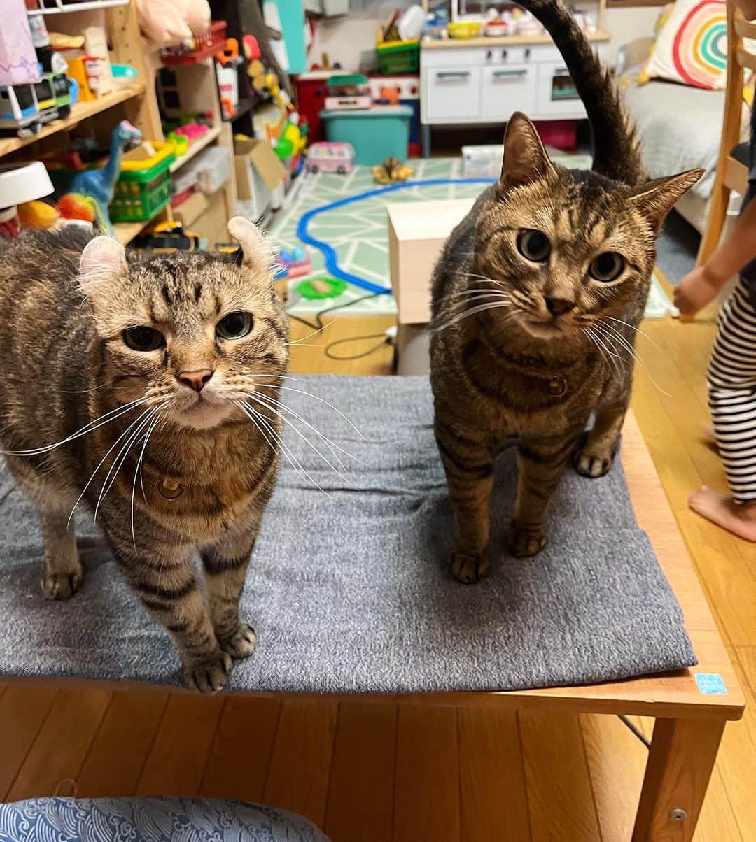 せきやゆりえさんのインスタグラム写真 - (せきやゆりえInstagram)「HAPPY BIRTHDAY🎉 Milan&Yamato💖💖💖💖💖 私の宝物たち10歳！！！！ これからも元気でいてね😭頼む😭大好き😭！！！！ #ミランとヤマト」8月29日 18時45分 - gonhanamizz