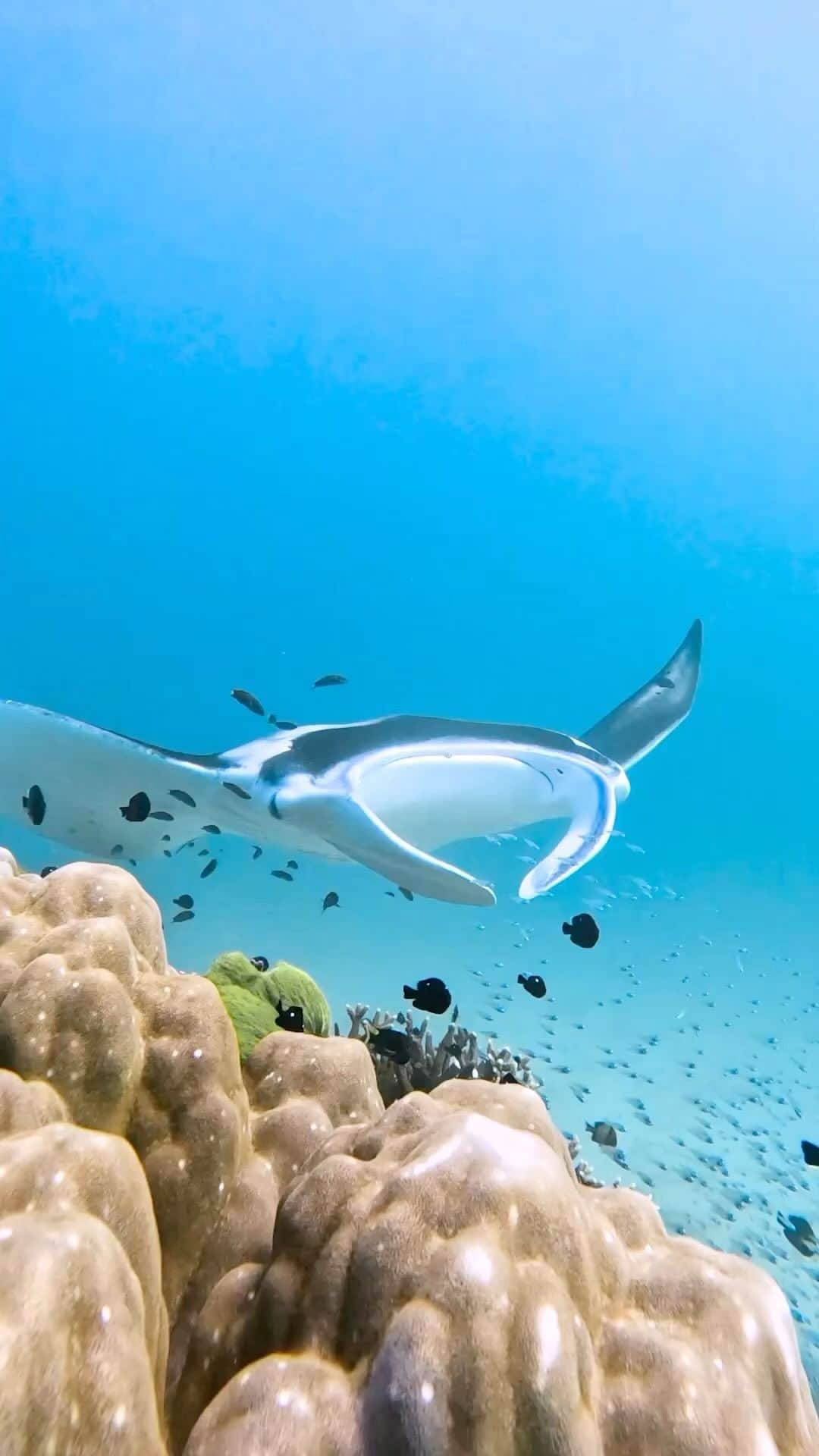 Australiaのインスタグラム：「Gliding through another incredible week like... 💙 Our mate @conor_dives captured this mesmorising encounter on a recent dive at @ladyelliotislandecoresort on the @southerngreatbarrierreef in @queensland. The island’s extraordinary marine life and relaxed vibes will have you feeling like a modern-day castaway! Walk around #LadyElliotIsland in 45 minutes, or take to the water to see giant manta rays, colourful coral, turtles and dolphins! 🤿    🎥: @conor_dives    📍: @ladyelliotislandecoresort, @southerngreatbarrierreef, @queensland    #SeeAustralia #ComeAndSayGday #ThisIsQueensland #LadyElliotIsland」