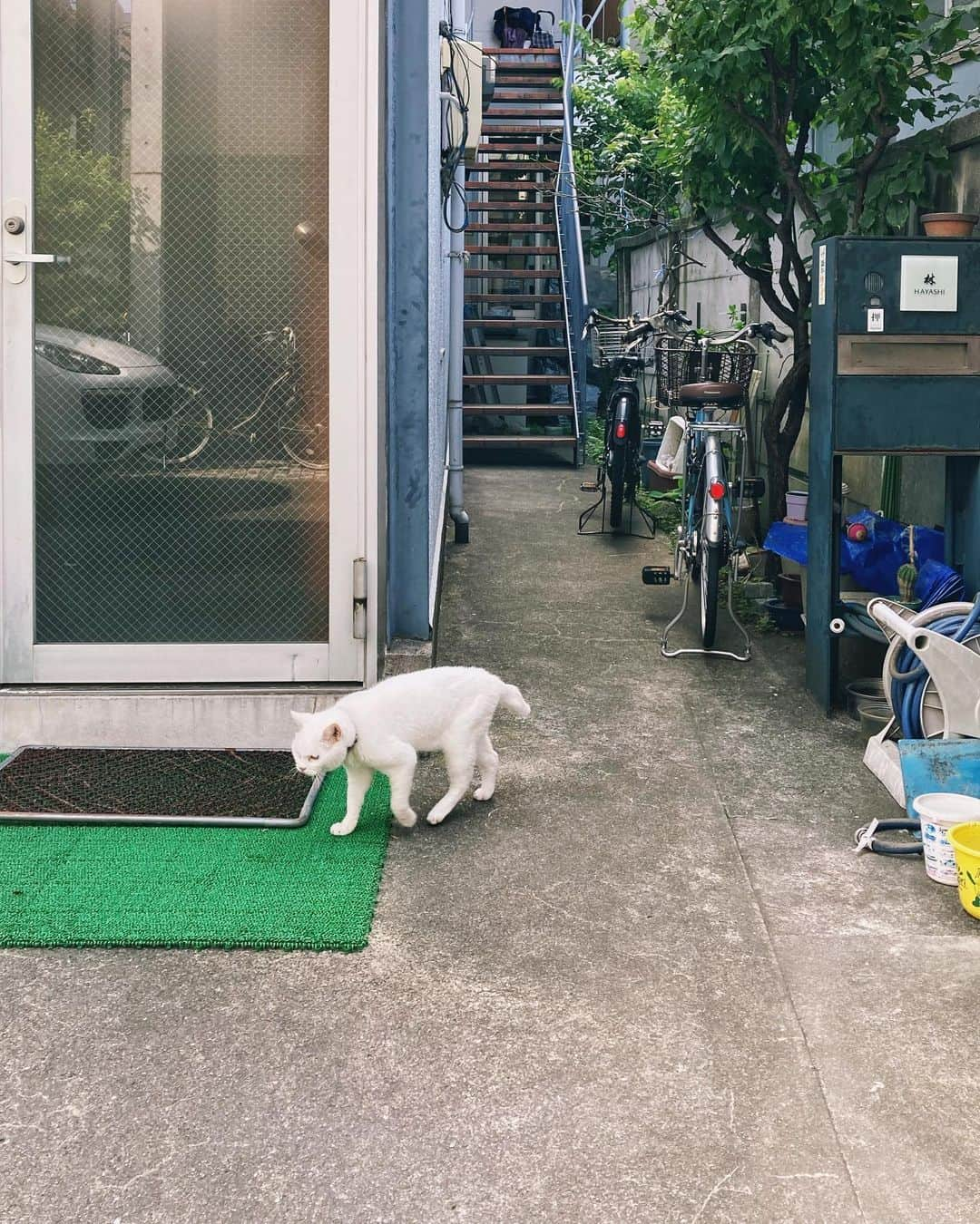 kanikapilaさんのインスタグラム写真 - (kanikapilaInstagram)「たまにオフィスの外で見かける子。かわいい。（Wu）  #猫 #貓 #外猫 #自由猫 #猫写真 #ねこら部 #猫部 #猫好きさんと繋がりたい #ぼくらの居場所は言わにゃいで #僕らの居場所は言わにゃいで   #日常 #カニカピラ #kanikapila #カニスタグラム #東京 #中目黒 #デザイン事務所 #デザイン事務所の日常」8月29日 19時05分 - kanikapila_design