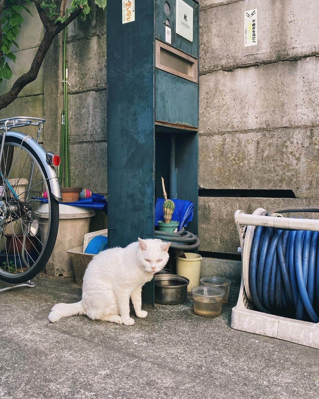 kanikapilaのインスタグラム：「たまにオフィスの外で見かける子。かわいい。（Wu）  #猫 #貓 #外猫 #自由猫 #猫写真 #ねこら部 #猫部 #猫好きさんと繋がりたい #ぼくらの居場所は言わにゃいで #僕らの居場所は言わにゃいで   #日常 #カニカピラ #kanikapila #カニスタグラム #東京 #中目黒 #デザイン事務所 #デザイン事務所の日常」