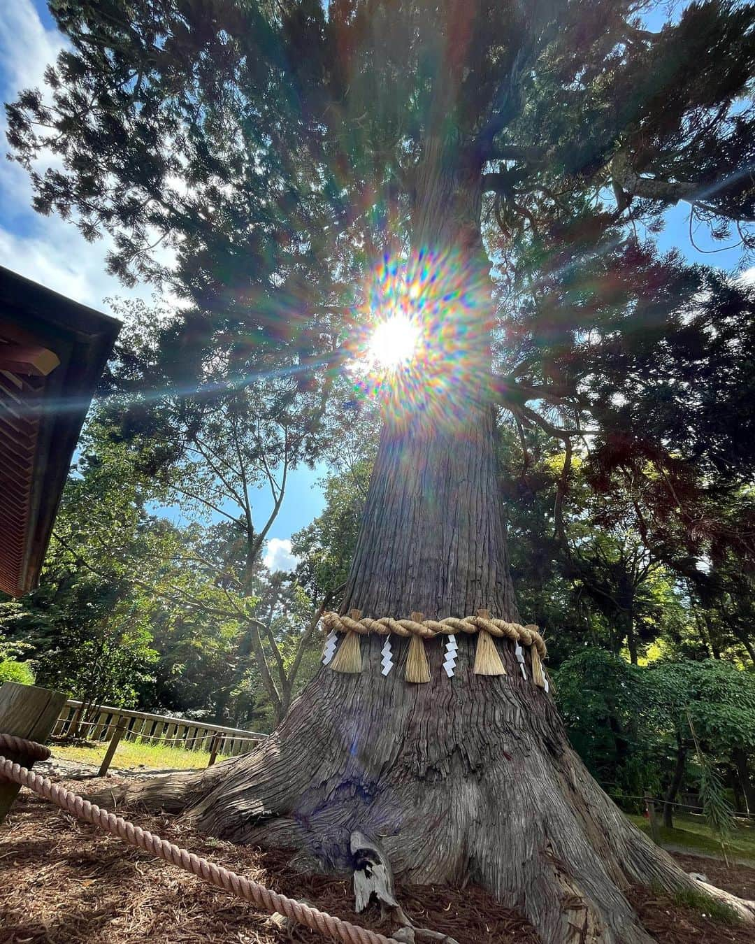 白羽ゆりさんのインスタグラム写真 - (白羽ゆりInstagram)「ハリーポッターが連休だったので、地元福島に残り両親と温泉に行ってきました。  久しぶりにゆっくり過ごしたので懐かしい話で盛り上がりました。  小さい頃の私はお転婆だったらしく、だいたい家にいないと思ったら男の子と木登りしていたそうです。  母からは、あなたはいつになったらゆっくりするの？と🤣  確かに小さい頃からずっと走り回っていて宝塚でもずっと走り続けてきて、今もロングランに出ている。母の気持ちも分かるような気がします🥴🙈🥴  仙台の親友にも会ってきました！  スニーカーなら鹽竈神社に行こうと誘ってくれて、なんと202段の階段を上りました😂  暑い暑い💦  でも、最高に楽しかった🥰✨✨  古民家カフェでゆっくりしてから帰ってきました。  私の夏休みは終わりです！  🌻🌻🌻🥹🌻🌻🌻」8月29日 19時11分 - yurishirahane