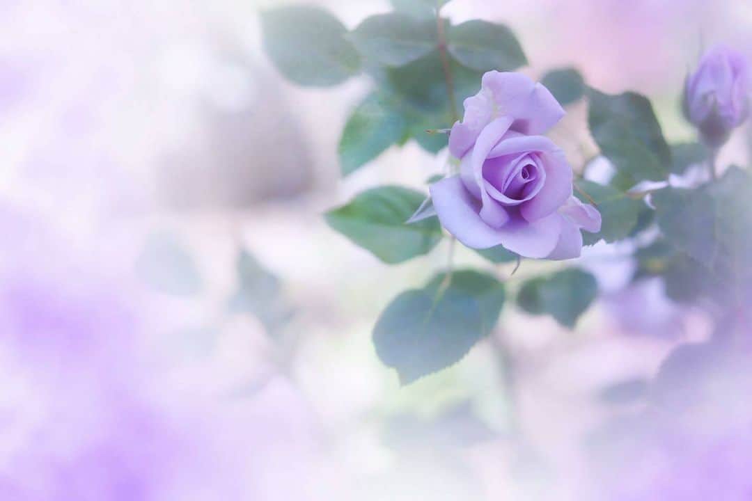 花の写真館のインスタグラム：「Photo by @u.ra.ra829. https://instagram.com/u.ra.ra829/ . Original Post[投稿いただいたURL] https://www.instagram.com/p/CvcbjvTv956/ . 本アカウントは、 #私の花の写真 をつけてInstagramに投稿された皆さまの花の写真や、「花の写真館」Facebookページで投稿された花の写真を紹介します。 「花の写真館」Facebookページは、「 @floral.photograph 」のプロフィールにあるURLからご覧ください。 . ※各種法令、マナー、関係者の指示に従った撮影をお願いします。 *Please ensure that your photography adheres to all relevant laws, etiquette, and instructions issued by authorized persons. ※本アカウントは東京カメラ部がFacebook、Instagramのサービスを利用して運営しているもので、Meta社・Instagramとは一切関係ありません。 . #花の写真館 #floralphotograph #floralphoto #flower #flowers Follow: @floral.photograph」