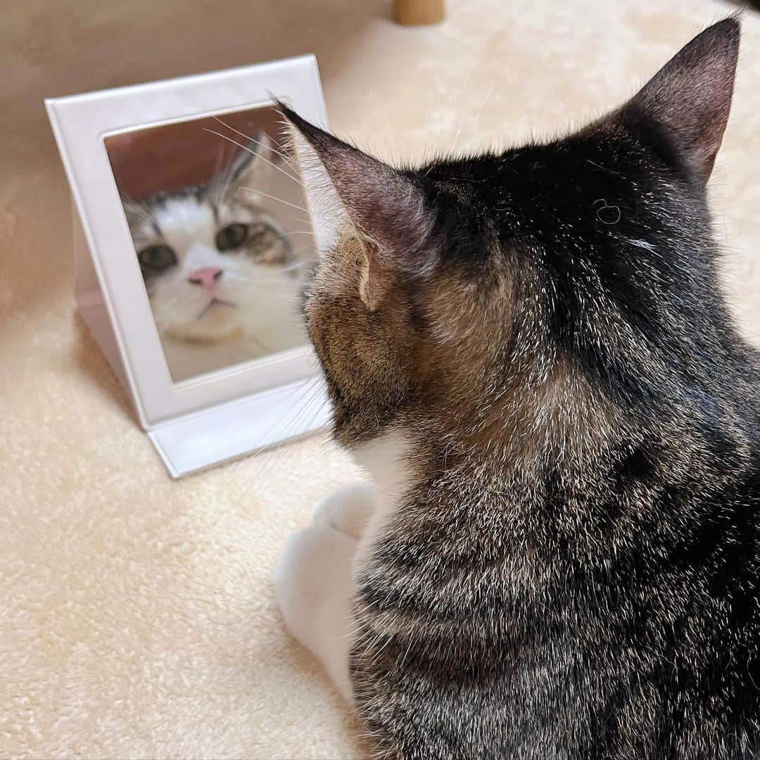 ひのき猫のインスタグラム：「ジーーーっと(👀)  ・ ・ ・  #ひのき猫  #オデコ  #かわいい猫  #鏡を見る猫  #私かわいいでしょ  #猫との生活  #後頭部  #にゃんすたぐらむ  #cat  #catstagram  #cutecats  #鏡よ鏡よ鏡さん」