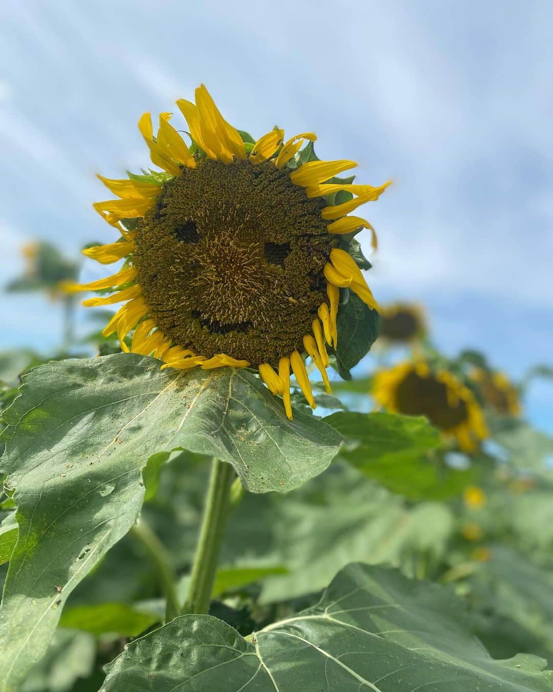 小林茉里奈さんのインスタグラム写真 - (小林茉里奈Instagram)「🌻 #ひまわり畑 に行ってきました♡ 1つだけにっこりひまわりちゃん発見…🤭💓  #茨城 #茨城観光  #那珂市」8月29日 19時56分 - marina_k224