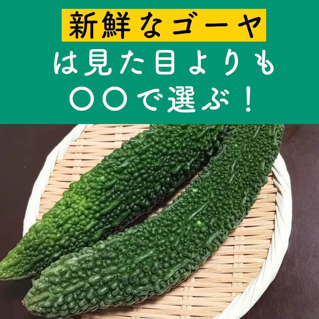 サンキュ！編集部のインスタグラム：「～ 新鮮なゴーヤは見た目よりも〇〇で選ぶ！ ～ ＠39_editors  夏野菜の代表格の一つとしてスーパーに並ぶゴーヤ😊  ひと昔前に比べると見かける機会も増え、圧倒的に手に入りやすくなったものの、ほかの野菜ほど頻繁に買うわけでもなく選び方に悩む人もいるのでは？  今回は、野菜ソムリエ・食育インストラクター・気象予報士として活躍する植松愛実さんに、ゴーヤをスーパーで選ぶときのコツを教えてもらいます🙌  ーーーーーーーーーーーーーーーーーーーーー サンキュ！では素敵な暮らしを営むおうちや工夫をご紹介していきます。 ぜひフォローしてください。 @39_editors ーーーーーーーーーーーーーーーーーーーーー  〈教えてくれた人〉 サンキュ！STYLEライター 植松愛実さん 気象予報士と出張料理人の両面で活動中。気象・防災に関するヒントのほか、野菜ソムリエ・食育インストラクターとしておいしい食材のおいしい食べ方を発信中。  @megumi_kitchen_and_atelier   #野菜 #ゴーヤ #野菜 #選び方 #新鮮 #新鮮さ #ゴーヤレシピ #ゴーヤ料理 #夏 #夏野菜  #野菜保存 #長期保存 #栄養 #買い物 #スーパー #冷蔵庫 #無駄買い #買いすぎ #チラシ #広告 #買い物テク #買い出し #買い出しテク」