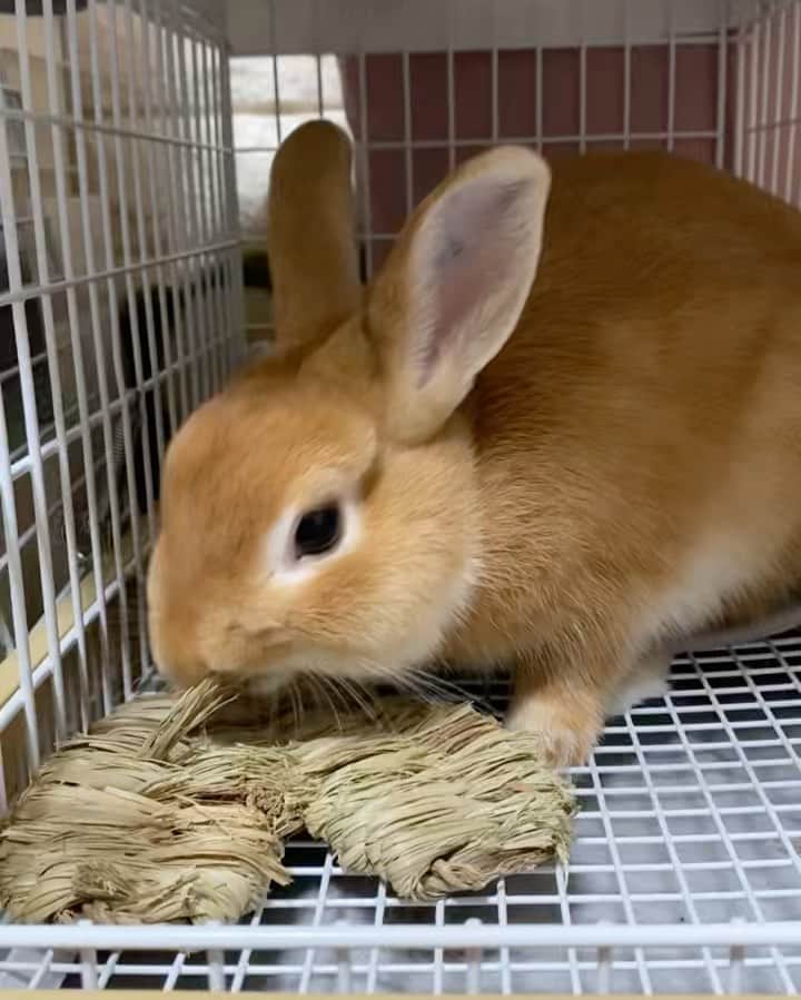 ラン?のインスタグラム：「ハート( "´༥`" )モグモグ.♡*. バスケットもモグモグ♡♡ 今日は、色々解体して、忙しいシェリたん🐰 ☆ #うさぎのシェリー #うさぎ #うさぎのいる暮らし #rabbit #ネザーランドドワーフ #ふわもこ部 #もふもふ部 #netherlanddwarf #kawaii #かわいい #うさぎ部  2023.08.29」