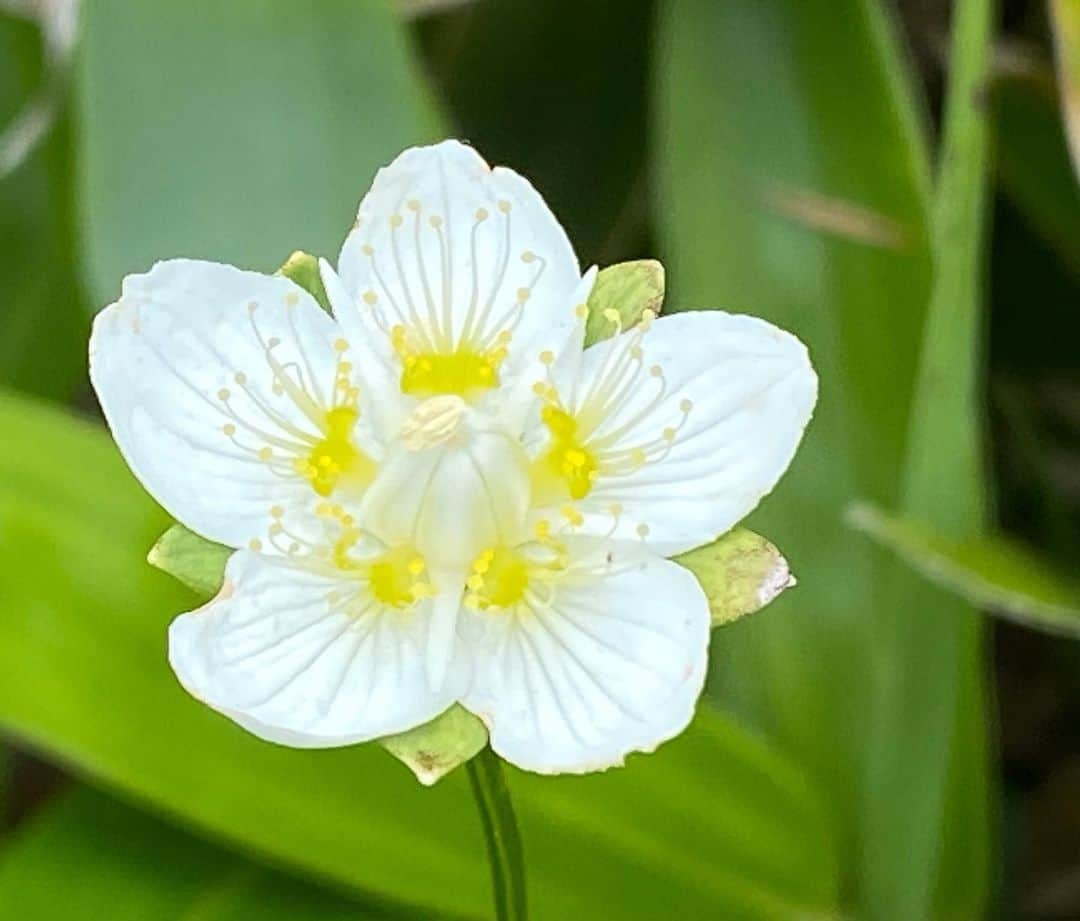 松本亜美さんのインスタグラム写真 - (松本亜美Instagram)「きのうの自然派🌱 初！長野県上陸⛰️ 池の平湿原に行きました！！  夏の暑い日にロケでしたが、標高2000m地点は涼しい！！8月中旬でも気温が19度でした✨ 快適すぎる！！と驚くほど。  アップダウンはそこまで激しくないので、お子さんと一緒に楽しんでいるファミリーも多く見られました👀  鉱山植物や季節先取りの花などが可憐に迎えてくれました💐 トレッキングをする際に花々が咲いているとパワーをもらえますね☺️ 珍しい植物に出会えるのも醍醐味です♪  自然派クッキングではメスティンを使って簡単メニューを！！ 心もお腹も満たしてくれた自然派です🌼  #teny #テレビ新潟  #夕方ワイド新潟一番  #自然派 #山ガール  #長野県 #池の平湿原 #初上陸  #トレッキング  #可愛いお花 #鉱山植物  #自然派クッキング  #遠藤ケイ さん #アナウンサー  #松本亜美」8月29日 20時15分 - ami_matsumoto_teny