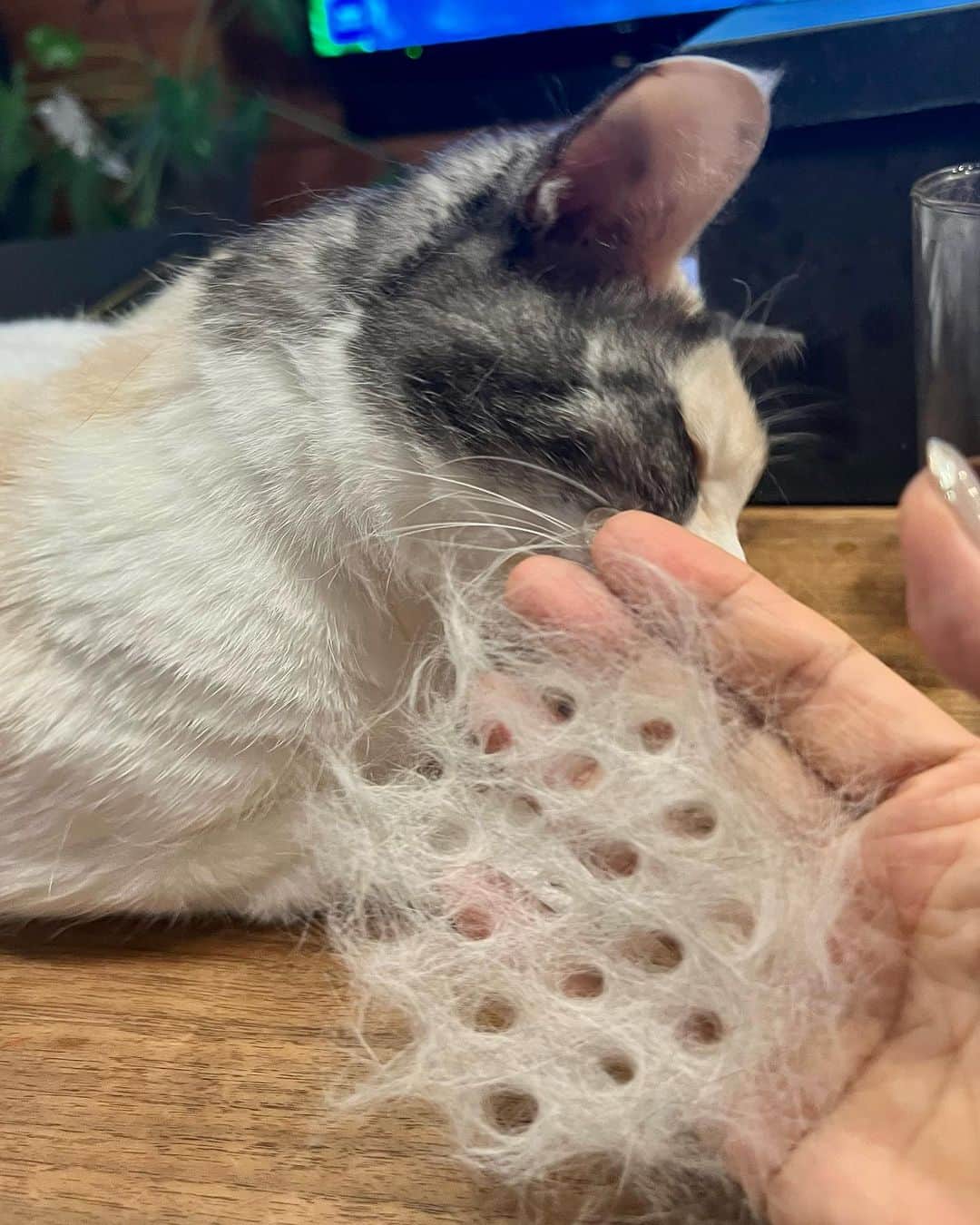 池沢理美のインスタグラム：「ねこ毛れんこん」