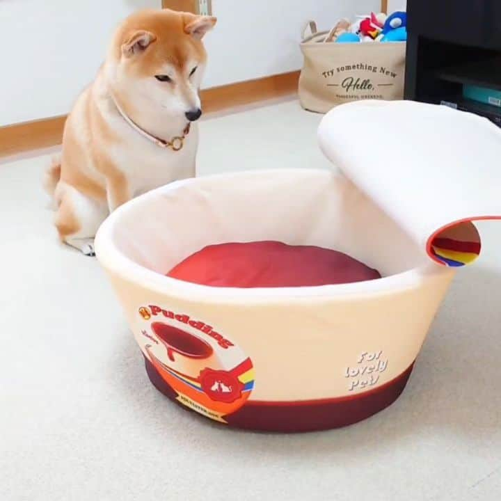 ちゃみのインスタグラム：「いつかのチャミプリン🍮 ❶かわいい首かしげ ❷ちょろり寝顔  #柴犬#しばいぬ#犬#癒し#愛犬#プリン#shiba#shibainu#dog」