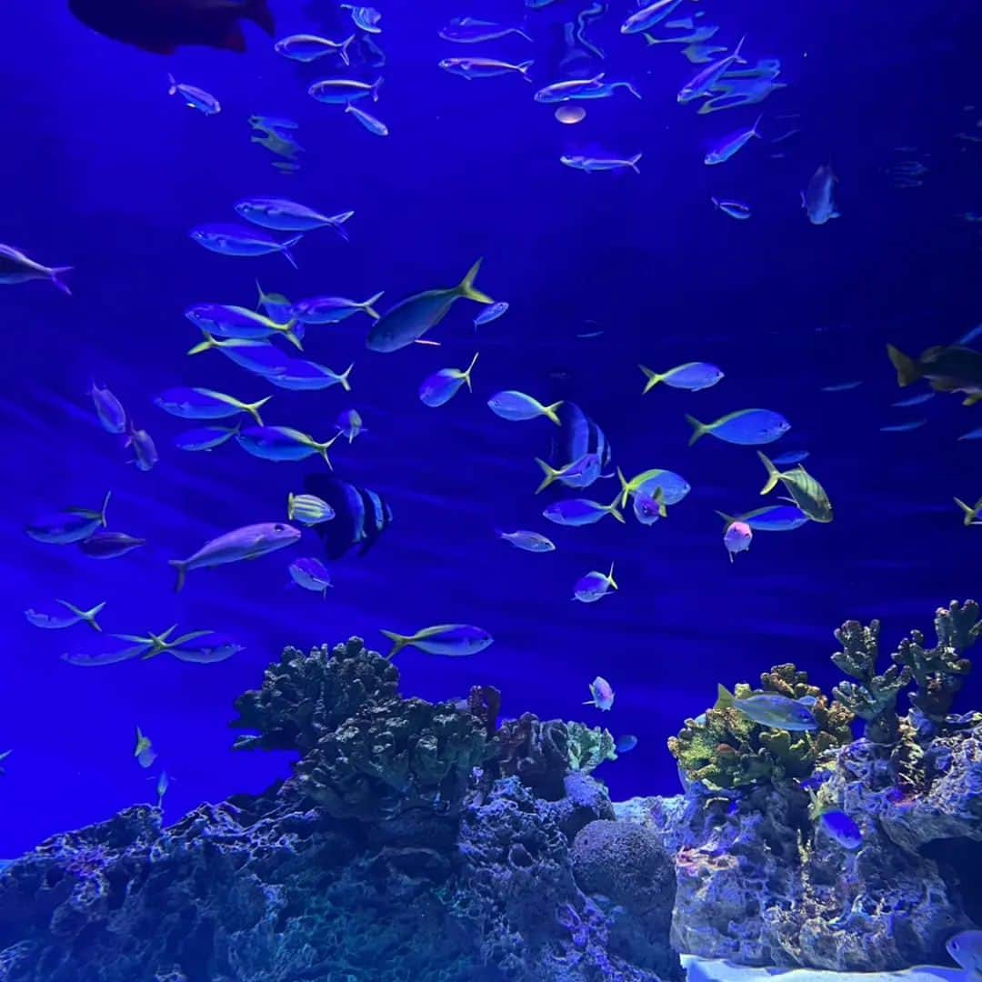 のインスタグラム：「この前行った水族館⁡ #ちょんまげ小僧⁡ ⁡ #ちょんまげ小僧パンダ  #ひき肉⁡ #右足⁡ #ナマズ⁡ #イソ・ギンチャク」