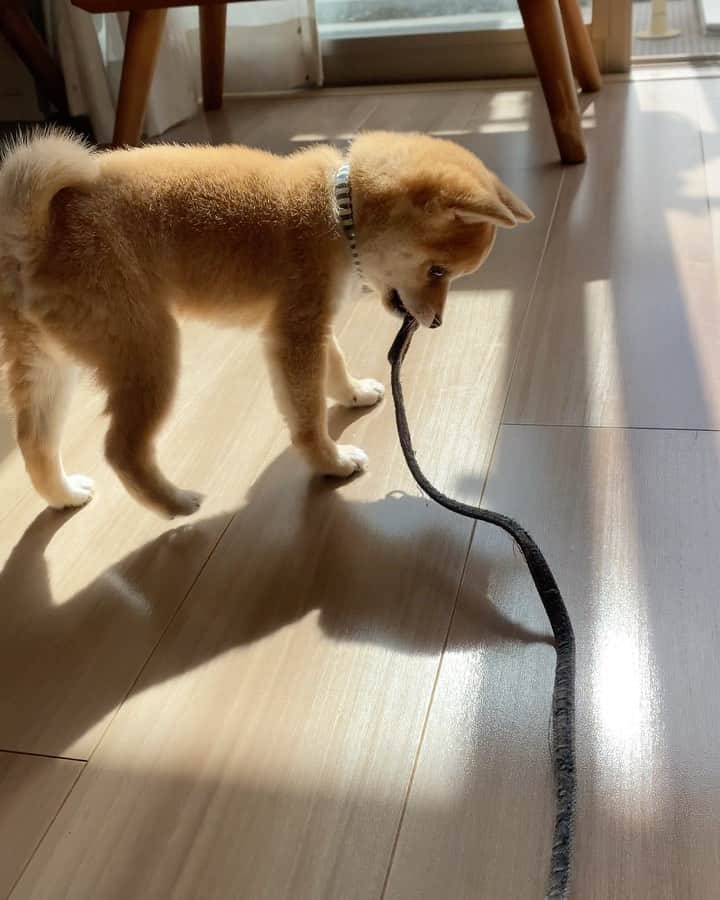 豆柴にこちゃんのインスタグラム：「🐶 パピたまのお散歩デビュー。  ❶❷セルフ散歩  ❸落下‼️ と思いきや見事に着地してた👏 やはり別班か⁉️  ❹❺結局、空中散歩  ❻〜この頃から顔の柄本明化 が始まってきている  #柴犬#豆柴#mameshiba #shibastagram#japanphoto#shibainu#犬#shibainumania#犬のいる暮らし#shiba_snap#shibainupuppy#多頭飼い#dog#いぬすたぐらむ#puppy#dogstagram#instadog #doglover#pecoいぬ部#pecotv#いぬのきもち部#狗#子犬#barked#9gag#9gagpets#시바견」