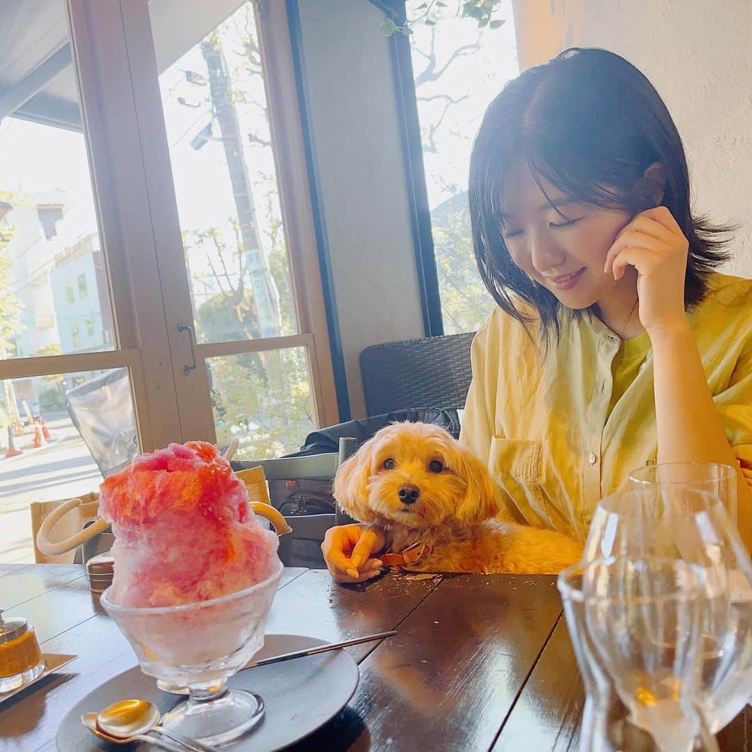 茅野愛衣のインスタグラム：「友人と母と犬と🍧 プラムと紫蘇のかき氷、さっぱりひんやりうま〜でした！ 暑い日もこんな楽しみがあれば頑張れるね（茅）」