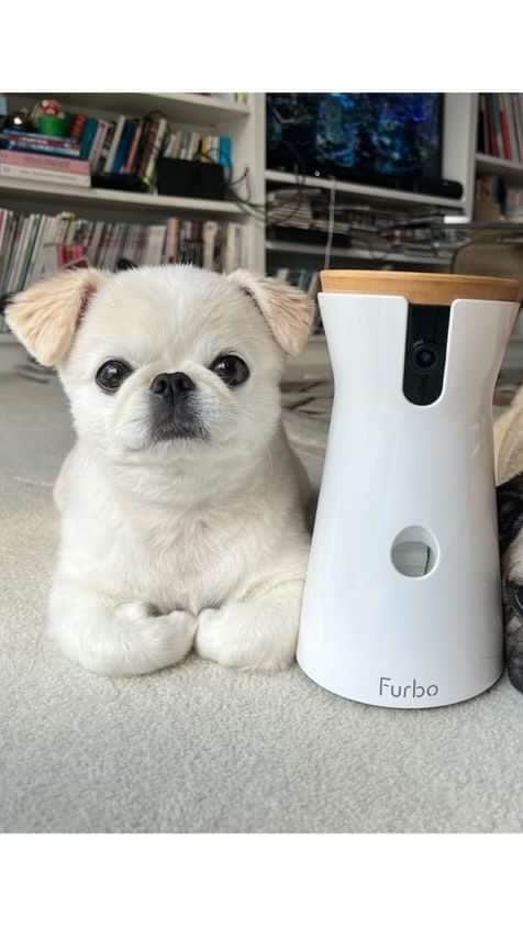 Furbo ドッグカメラのインスタグラム：「Furbo定額セットプランに新価格❣️本体カメラとFurboドッグシッターをセットで同時購入すると、 本体カメラ が20,900円OFFで購入できる🐕‍🦺定額セットプラン🐕‍🦺がオススメです❣️ 1年契約だとさらにお得🉐 くわしくは公式ホームページをチェックしてね❣️ @furbo_japan #ファーボ」