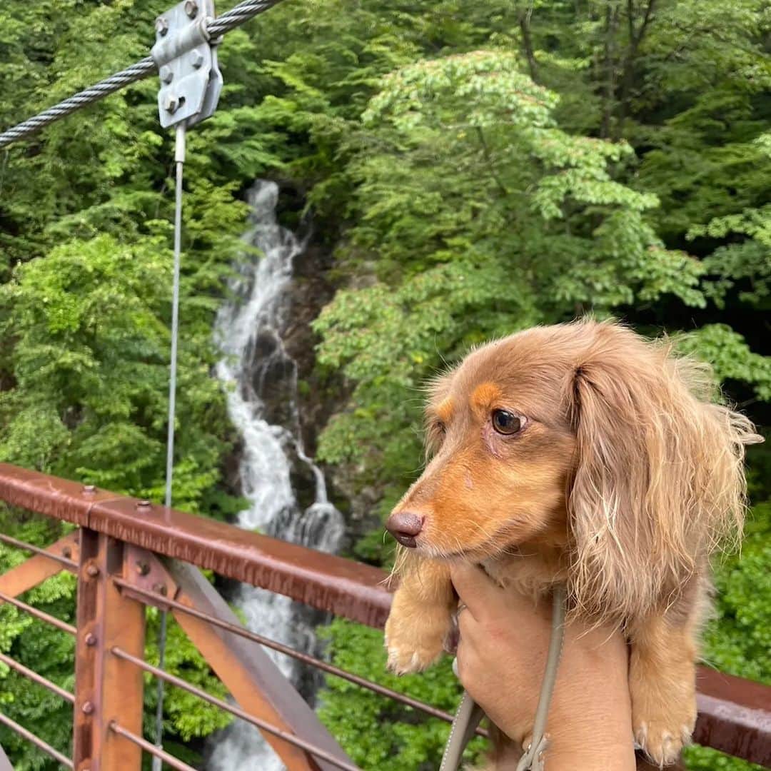 くるみんのインスタグラム：「* 目的の三頭大滝まで頑張りました! ②ひまりちゃん、めちゃカメラ目線もらいました〜 ③義母も一緒に登ったよ⛰️ マイナスイオンを浴びて、下山しました！  #カニンヘンダックスフント #カニンヘンダックス多頭飼い #カニンヘンダックスの日常 #カニンヘンダックス #カニンヘンダックスチョコタン #カニンヘンの会 #カニンヘンダックスフンド #チョコタンダックスフント #チョコタンダックスフンド #チョコタンダックス #チョコタン #ダックス多頭飼い #ダックスフントカニンヘン #ダックスフント #ダックスフンドチョコタン #ダックスフンドカニンヘン #ダックス部 #ダックス #ダックスフンド #ダックスの日常 #ダックス短足部 #都民の森 #三頭大滝 #いぬバカ部 #短足部 #いぬすたぐらむ #dachshund #dachs #dogstagram #dog」