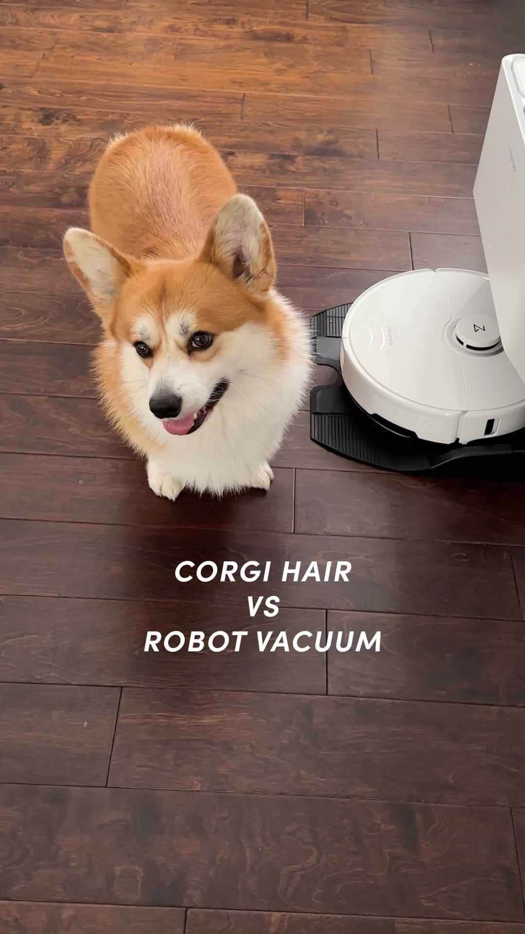 Geordi La Corgiのインスタグラム：「[AD] With all the grooming we do at home, our house constantly gets covered in corgi hair tumbleweeds. I’m so excited that we finally have a robot vacuum that not only handles all the shedding, but self-cleans AND self-empties!!! (Are we living in the future?!) 🤖😱  The @roborockglobal app is pretty handy too – it has so many customization features and I love being able to leave the house and come back to sparkling clean floors. If you’re like me and drowning in pet hair, I highly highly recommend the #RoborockS8ProUltra – now available on Roborocks Anniversary Sale!  Head to the link in my bio to learn more!  #Roborock #TapTapClean」