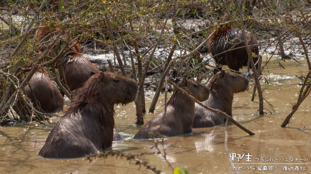 渡辺克仁さんのインスタグラム写真 - (渡辺克仁Instagram)「おはようございます。  #カピバラ #水豚 #capybara #おはようございます」8月30日 7時00分 - katsuhito.watanabe