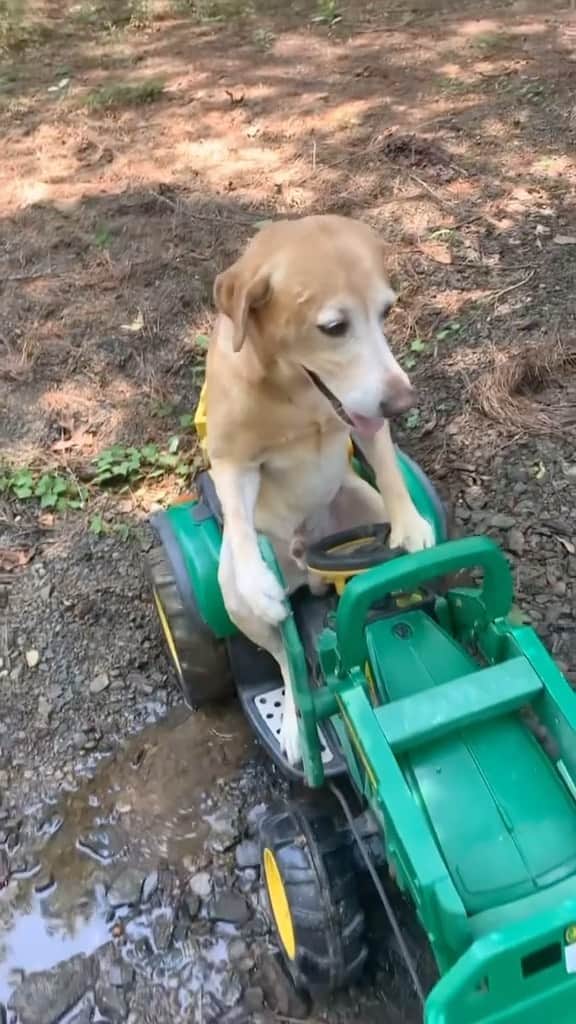 BarkBoxのインスタグラム：「It ain’t much, but it’s honest work 😤  📸: @heytakea_chance」