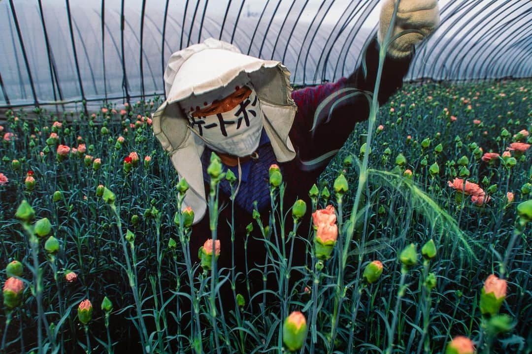 Michael Yamashitaさんのインスタグラム写真 - (Michael YamashitaInstagram)「Kagoshima with its mild climate is the flower-farming capital of Kyushu. #kagoshima #kyushu #flowergrower #flowerfarming」8月30日 8時05分 - yamashitaphoto