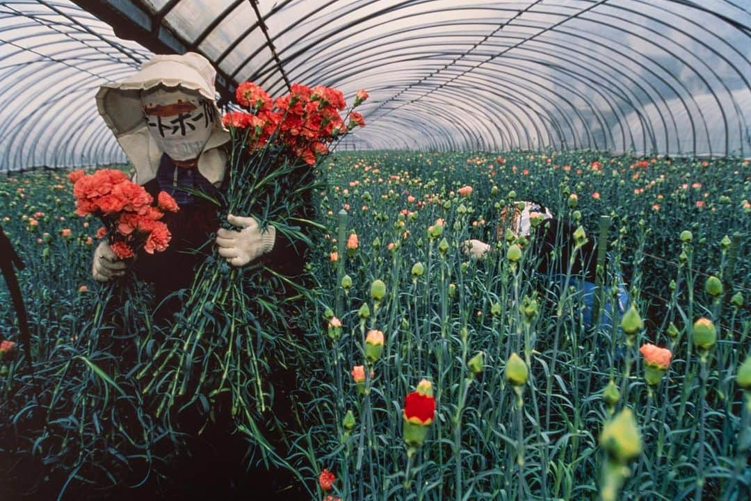 Michael Yamashitaさんのインスタグラム写真 - (Michael YamashitaInstagram)「Kagoshima with its mild climate is the flower-farming capital of Kyushu. #kagoshima #kyushu #flowergrower #flowerfarming」8月30日 8時05分 - yamashitaphoto