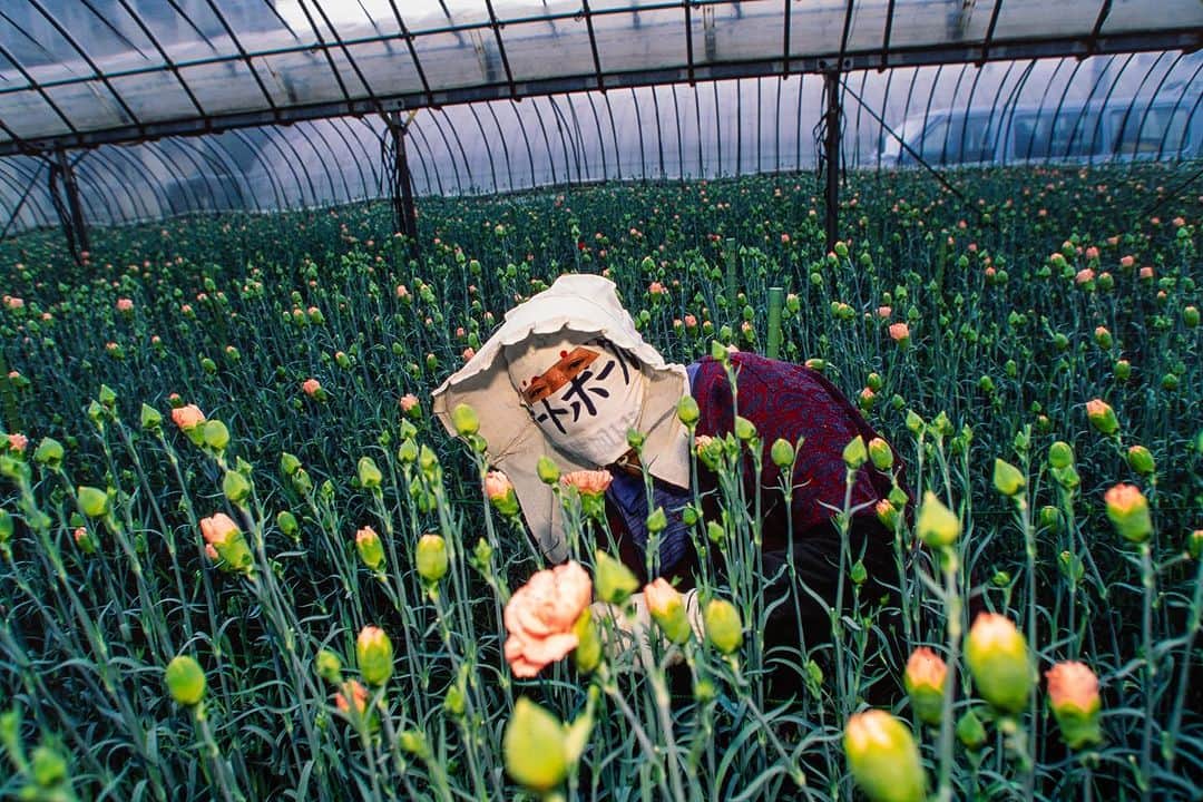 Michael Yamashitaさんのインスタグラム写真 - (Michael YamashitaInstagram)「Kagoshima with its mild climate is the flower-farming capital of Kyushu. #kagoshima #kyushu #flowergrower #flowerfarming」8月30日 8時05分 - yamashitaphoto
