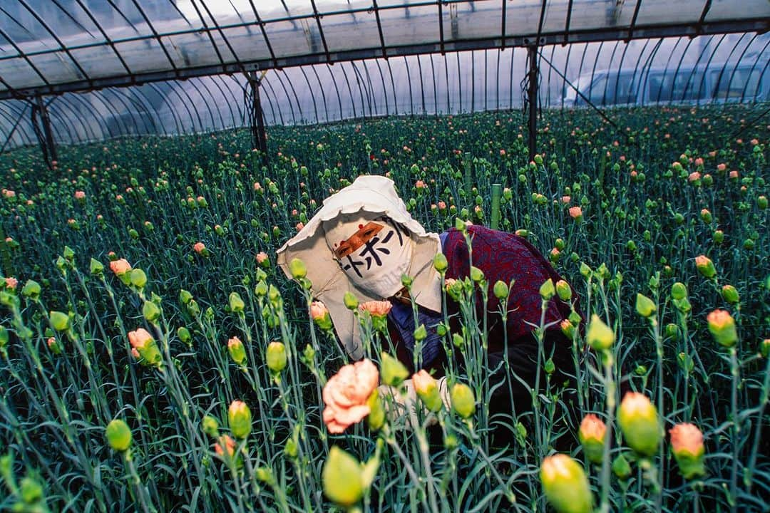 Michael Yamashitaのインスタグラム：「Kagoshima with its mild climate is the flower-farming capital of Kyushu. #kagoshima #kyushu #flowergrower #flowerfarming」