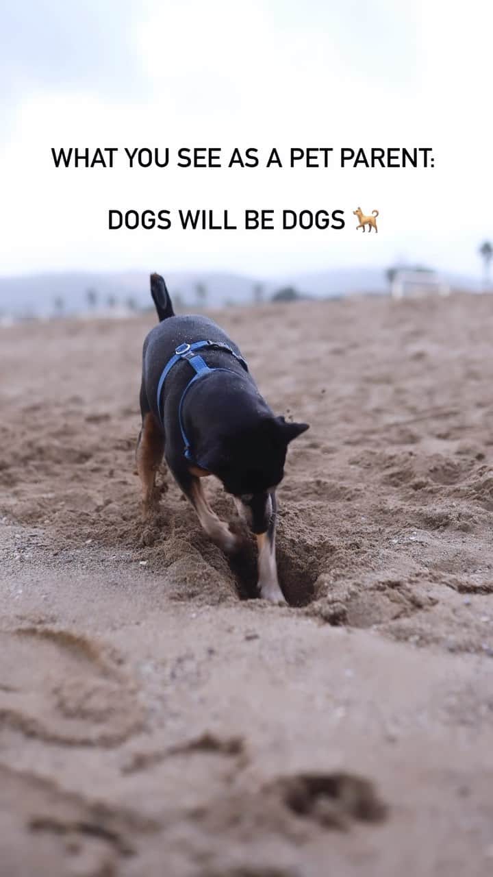 DogsOf Instagramのインスタグラム：「Dogs will be dogs, but to ensure they live their best (and safest) lives, ask your vet how to keep them protected using broad spectrum parasite prevention 🩷 . . . #dogswillbedogs #doglifeisgood #dogmomsofinstagram #healthydogsarehappydogs #doghealthcare #dogwellness」