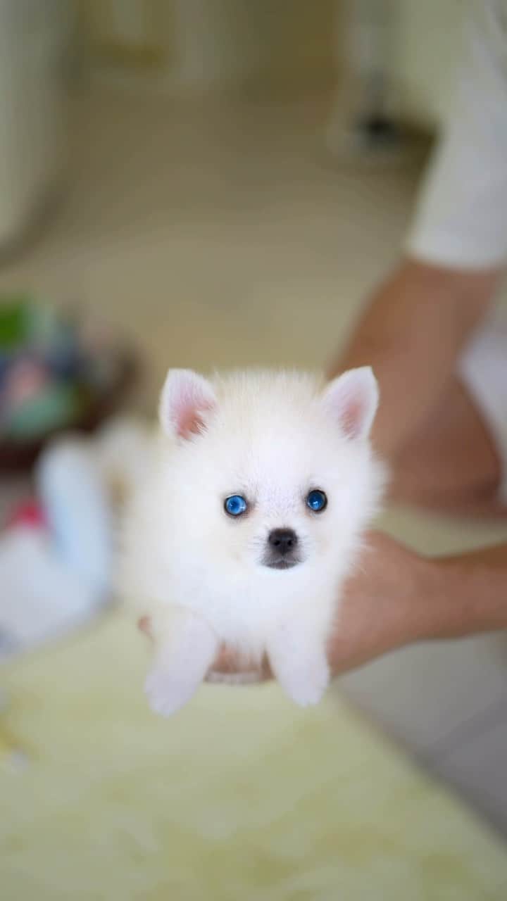 Rolly Pups INCのインスタグラム：「Petit white pomsky with one blue eye! 💋 . . 🚫Watch out for altered photos from pet shops!  We have been hearing a lot of puppy scams using stock photos and edited puppy photos.  Do not be fooled! Request a video when you are purchasing.」