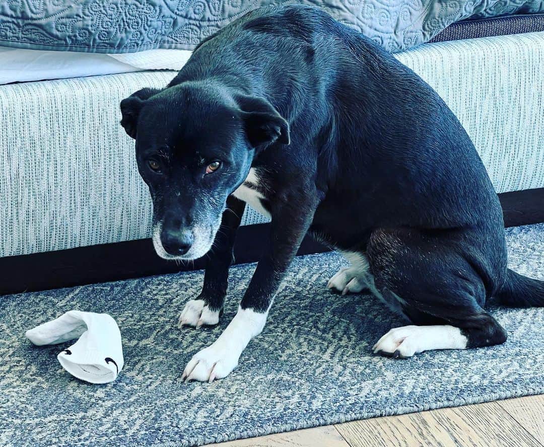 キャシー・グリフィンのインスタグラム：「Guilty! 😂🐶 (Actually, it’s the “decoy sock”  we leave when we go out. Does anyone else do that? We do it so they don’t eat the furniture. #guiltydog #DogsOfInstagram #Dogs #Doggies #Puppies」