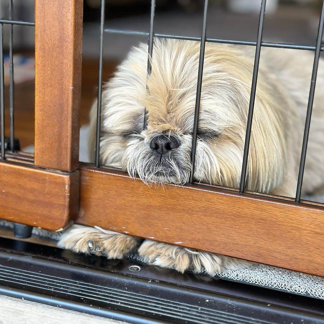 Dougie the Shih Tzuのインスタグラム：「Bar none.」