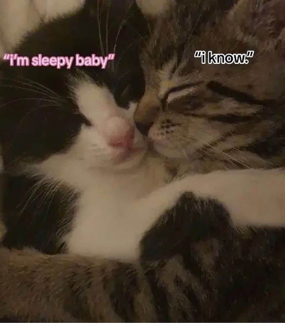 Cute Pets Dogs Catsのインスタグラム：「Tag him/her   Credit: beautiful s1mpf0rth3mm (tt) ** For all crediting issues and removals pls 𝐄𝐦𝐚𝐢𝐥 𝐮𝐬 ☺️  𝐍𝐨𝐭𝐞: we don’t own this video/pics, all rights go to their respective owners. If owner is not provided, tagged (meaning we couldn’t find who is the owner), 𝐩𝐥𝐬 𝐄𝐦𝐚𝐢𝐥 𝐮𝐬 with 𝐬𝐮𝐛𝐣𝐞𝐜𝐭 “𝐂𝐫𝐞𝐝𝐢𝐭 𝐈𝐬𝐬𝐮𝐞𝐬” and 𝐨𝐰𝐧𝐞𝐫 𝐰𝐢𝐥𝐥 𝐛𝐞 𝐭𝐚𝐠𝐠𝐞𝐝 𝐬𝐡𝐨𝐫𝐭𝐥𝐲 𝐚𝐟𝐭𝐞𝐫.  We have been building this community for over 6 years, but 𝐞𝐯𝐞𝐫𝐲 𝐫𝐞𝐩𝐨𝐫𝐭 𝐜𝐨𝐮𝐥𝐝 𝐠𝐞𝐭 𝐨𝐮𝐫 𝐩𝐚𝐠𝐞 𝐝𝐞𝐥𝐞𝐭𝐞𝐝, pls email us first. **」