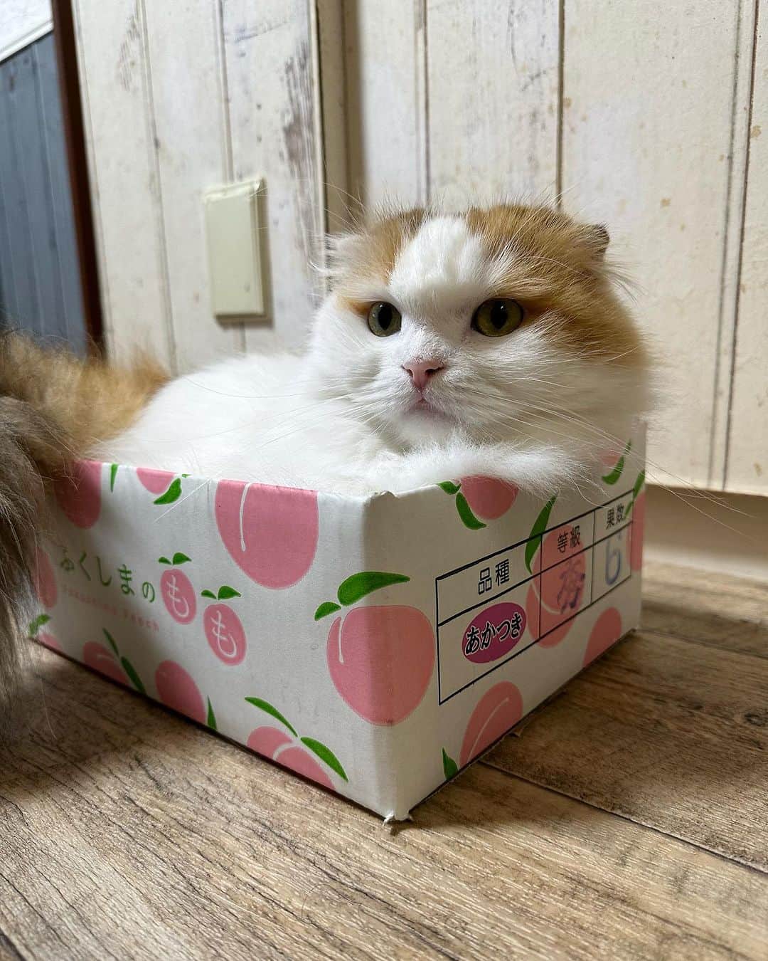 yayoi89のインスタグラム：「peach 🍑  やっぱり可愛い桃の箱🍑📦 捨てられない…  イクラちゃん🐹  #cat #weeklyfluff #peach #adorable #kawaii #neko #catlovers #catsofinstagram #meowed #9gag #cute #catoftheday #instacat #scottishfold  #ふわもこ部 #かわいい #猫 #ねこ #スコティッシュフォールド #にゃんこ #箱好き #ねこのいる生活 #ペコねこ部」