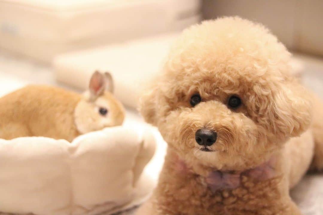 yun.ゆんのインスタグラム：「march.lemon🐻🍋＋cotton.💭 みなさんおやすみなさい😴 . . お兄ちゃんたちと弟を 守らないといけないと 思ってるコットン。 . 今日も無事任務完了です。✨ いつもありがとう💭 . . ♪ ♪ ♪ #おやすみなさい ⭐️  #コマバボア　*  #うさぎ#ネザーランドドワーフ#ZIP写真部#レモン#ふわもこ部#マーチ#多頭飼い#犬とうさぎ#dog#poochon #犬#いぬすたぐらむ #犬のいる暮らし  #rabbitsofinstagram #rabbitstagram #petstagram #instapet#cutepetclub #instarabbit  #lapin #pecotv #WeeklyFluff #netherlanddwarf#シュガーくん」