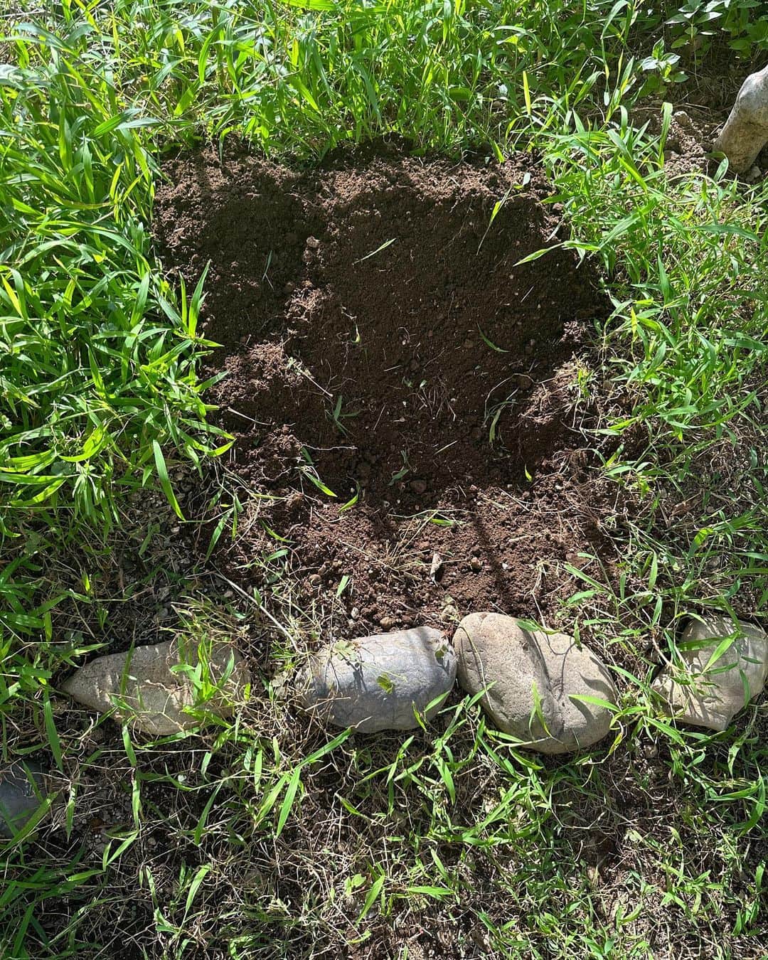 Rihwaのインスタグラム：「穴掘った。  生ゴミはコチラへ💁‍♀️🕳️🌱🌳🪱  #コンポストの作り方 #庭に穴を掘る #簡単すぎてびっくり #いいね #エコ #生ゴミが減る #庭が育つ #燃やさない」