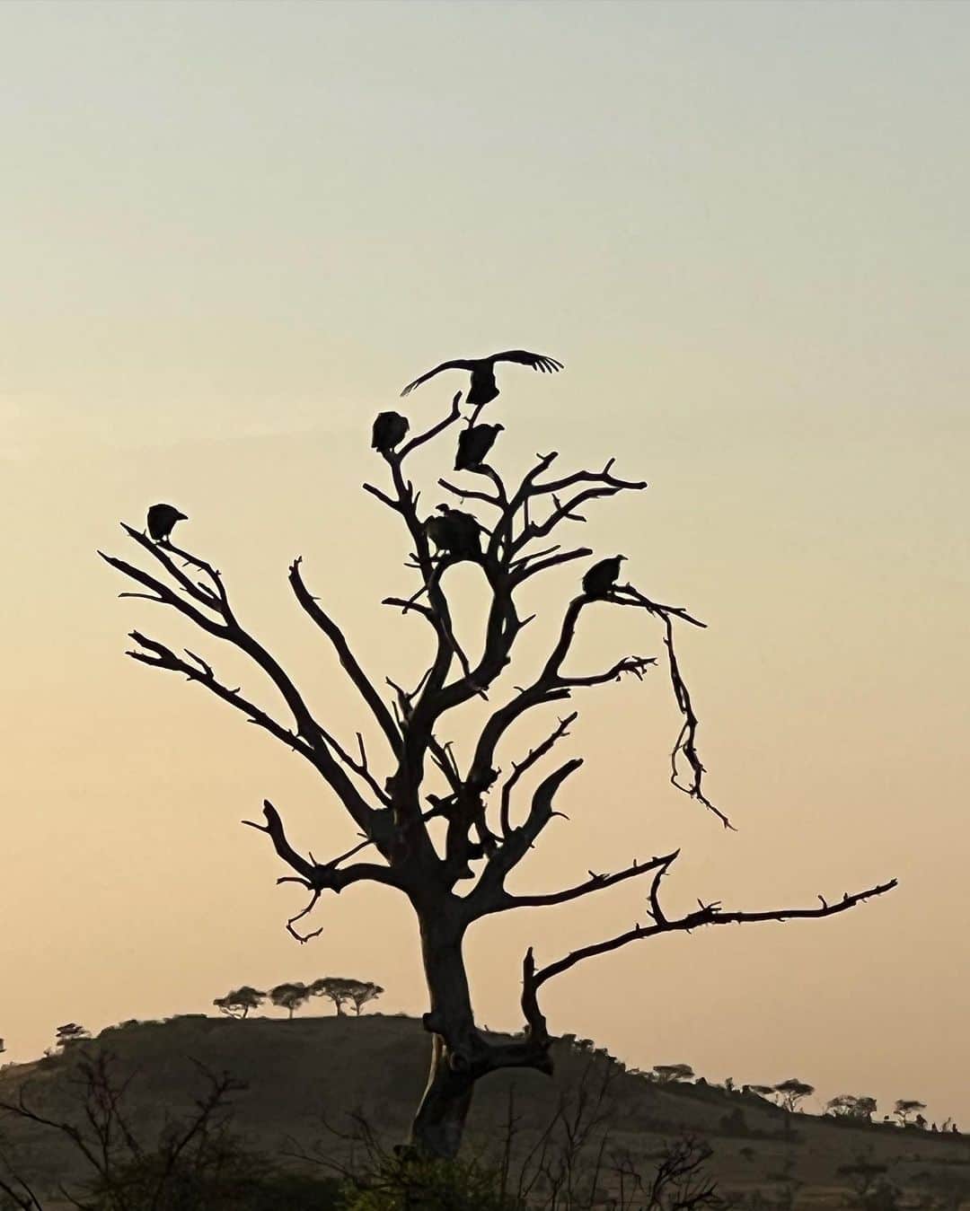 スキ・ウォーターハウスさんのインスタグラム写真 - (スキ・ウォーターハウスInstagram)「Serengeti ❤️」8月30日 1時49分 - sukiwaterhouse