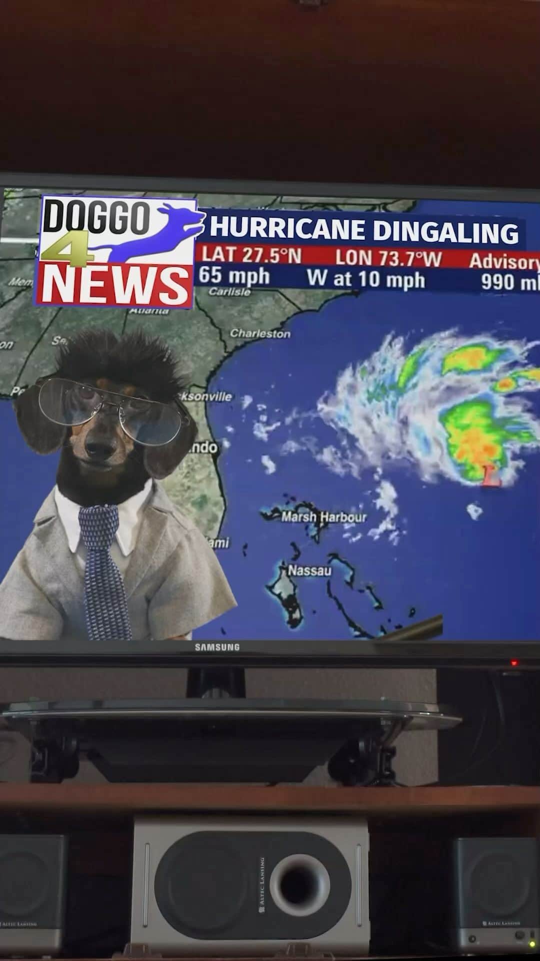 Crusoe the Celebrity Dachshundのインスタグラム：「Hope all my Florida and vicinity friends stay safe through #HurricaneIdalia - here’s our Hurricane Preparedness clip to lift your spirits if you need! ❤️💪」