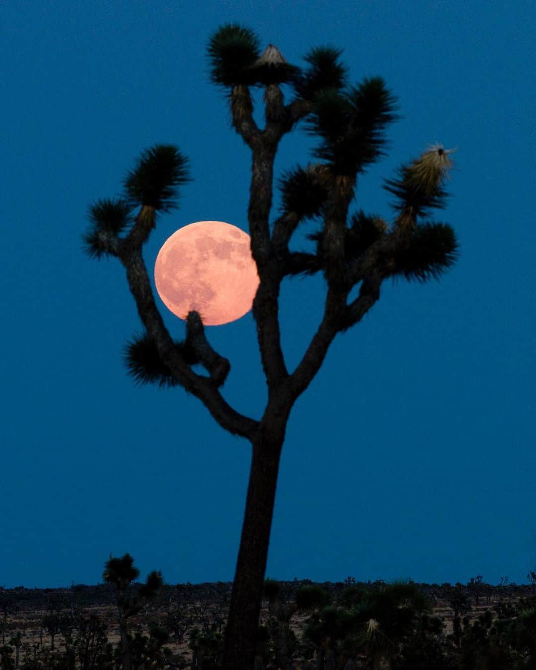 アメリカ内務省さんのインスタグラム写真 - (アメリカ内務省Instagram)「Stargazers are in for a treat on Wednesday evening: a rare super blue moon! 🌕    The closest, brightest full moon of the year is also the second full moon in August. America’s public lands are ideal places for watching celestial wonders like this event.    If you are planning a trip to view the night skies, please help protect our public lands:   🌕 Stay on trails, in parking lots and on sidewalks.   🌕 Park only in designated spots. Never park on vegetation.  🌕 Pack it in, pack it out. If a trash receptacle is full, please take your trash with you.   Where will you be watching the biggest and brightest full moon of the year?    Photo at @JoshuaTreeNPS by Brad Sutton   #fullmoon #superbluemoon #publiclands   Alt Text: A Joshua Tree stands in front of a previous year’s supermoon.」8月30日 4時18分 - usinterior