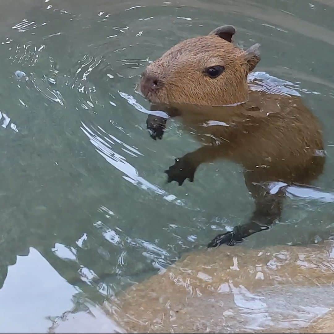 San Diego Zooのインスタグラム：「(Coconut) dog paddle 🥥  Water you waiting for, dive in! The compact capys have begun their nautical expeditions, taking quick dips underwater and establishing their reputations as water pigs. Rodent you know, their webbed feet make for perfect paddles.   #CoconutDog #WaterPig #Capybara #SanDiegoZoo」