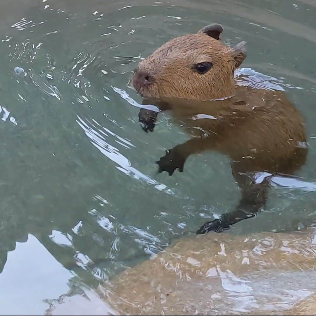 San Diego Zooのインスタグラム