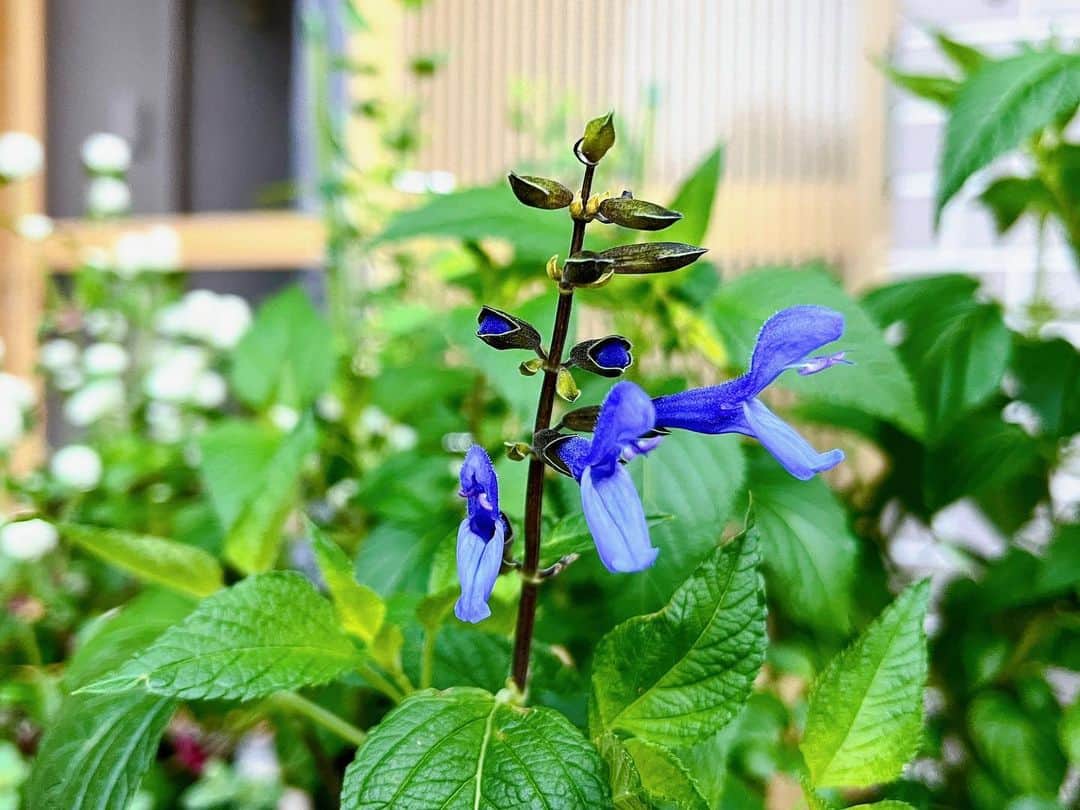 トテンのインスタグラム：「まるで早回し動画を見ているような、先日のエボルブルスの開花に続く植物の強さと自然のふしぎを、まばたきもせずに見守って、 ぜひこれも動画に残してみたかった一件。 見守りが忙しかったので撮れていません（笑）  簡単に書くと、水切れでしおれかけたスーパーサルビアロックンロールが、水をあげた途端にみるみる張りを取り戻し、葉っぱたちはガサガサと音を立てながら上を向き、蕾の先までピンピンに立ち上がり、早回し動画のようにシワを伸ばし、パリッと元気になりました。ほんの数十秒の間に。っていうお話です。  植物は、目に見えない速さでゆっくりと姿を変えるもの。成長にしても開花にしても。 そんなふうに思っていたから、 園芸一年生は毎日が感動に次ぐ感動で忙しい。  こちらのスーパーサルビアロックンロールブルーティアーズは、ホームセンターで花後の切り戻しをされており、古い苗だからとおつとめ品価格にしていただいたものです。 一応保険で2苗買いました（笑）  あれから約1ヶ月、どちらももりもり育ち、仮植えの鉢では心もとない感じ。 で、次の休みは、プランターを作ってみようと思います🌳  そして来年、ラベルにあるように株幅100cmを目指したいと思います🤣」
