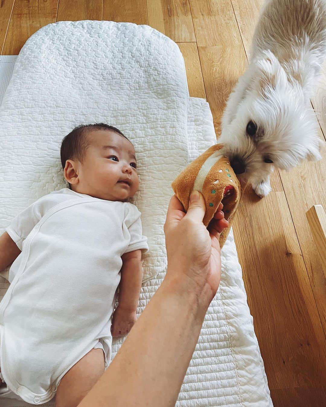 菊地舞美のインスタグラム：「🍕 ——  最近の🐶と👶🏻  仲は…いい訳ではないけど 悪くもない。  👶🏻がぐずると 心配してぺろぺろするから 気にはなっている🐶  👶🏻が泣くと 「うるさいなー」と言わんばかりに  違う部屋へ 小走りで避難🐕  いい距離感ののお二人。  いつか 二人で遊ぶ日が来るのかな(´◡͐`)  ——  #男の子ベビー #男の子ママ #baby #babyboy #2ヶ月」