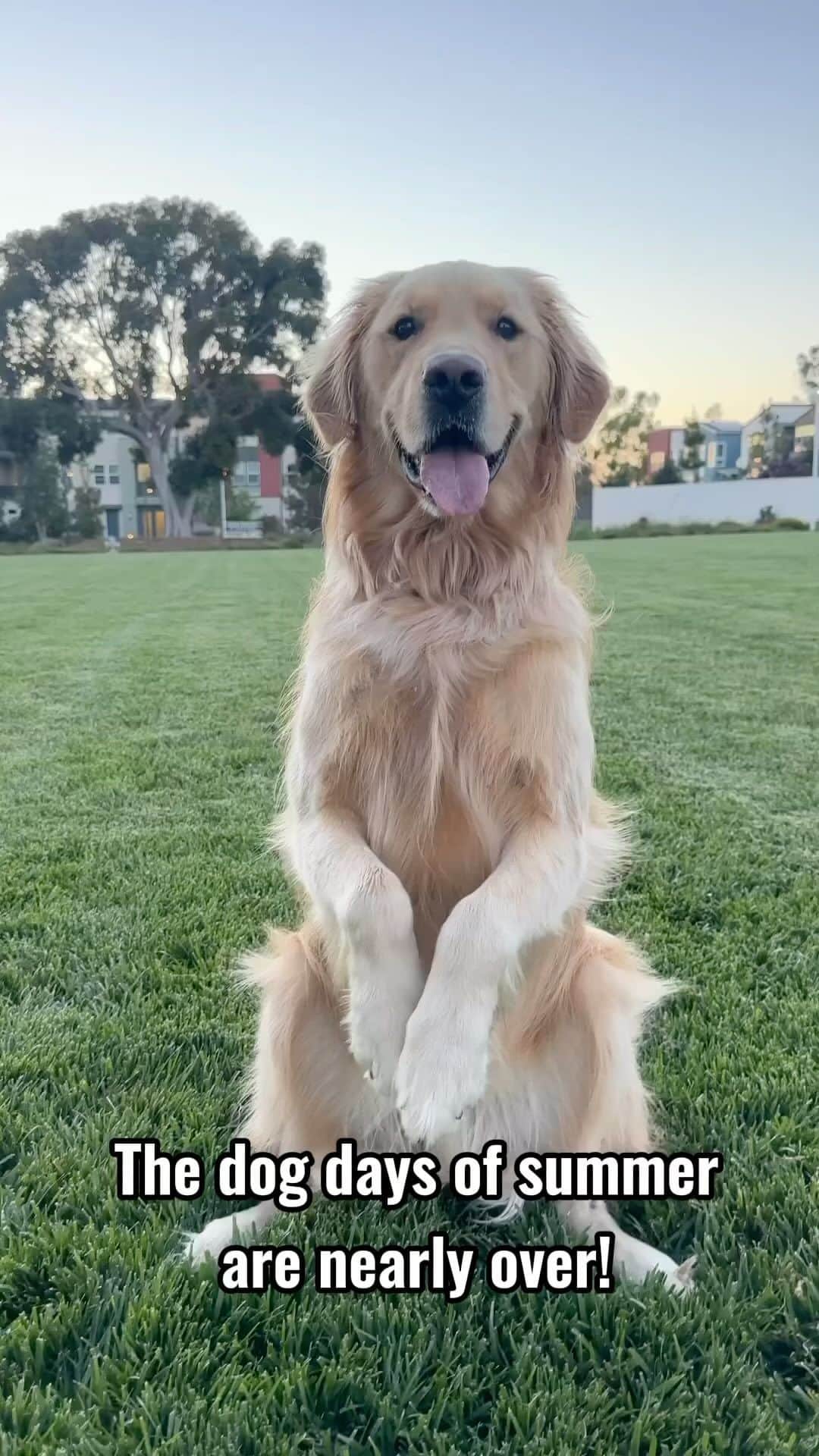 DogsOf Instagramのインスタグラム：「The dog days of summer are nearly over! Congrats to @sweeetestpeach on winning $100 to @shutterfly 😎🎊 And thanks to everyone who sent in your fun in the sun adventures! ☀️Celebrate the final days of summer by capturing your favorite moments with @shutterfly and take 40% off your order with code PAWSOMEGIFT* ⛱️  Featured 🐶: @maybie_thegoldenpup, @sweeetestpeach, @mainely.dogs, @dino.thehippo, @archerwiththegoodears, @m.rose2390, @teambetris, @butterandwinnie, @dinosaster, @tobyandthebish, @oakleydokelyhusky   #dogsdaysofsummer #shutterfly #dogsofinstagram #dogsofsummer #summerlovin  *offer for new customers only, valid thru 9/30」