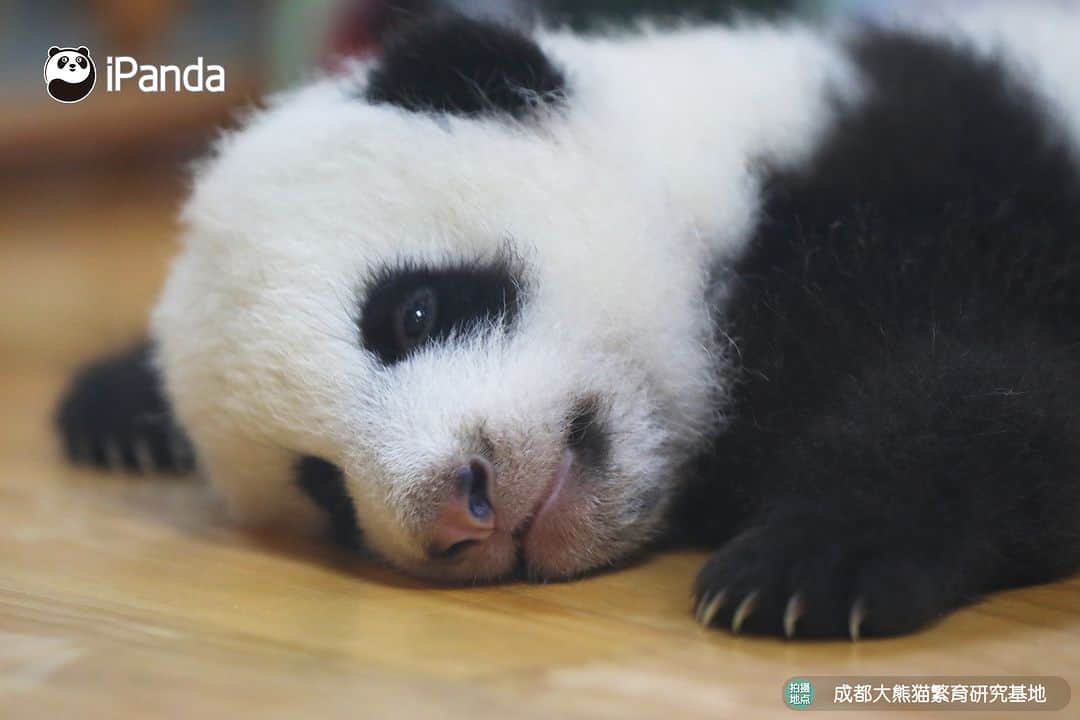 iPandaさんのインスタグラム写真 - (iPandaInstagram)「I woke my eyes up, but I found it difficult to wake my body up after the nap. 🐼 🐼 🐼 #Panda #iPanda #Cute #PandaPic #ChengduPandaBase #HowGiantPandasGrowUp  For more panda information, please check out: http://en.ipanda.com」8月30日 17時30分 - ipandachannel