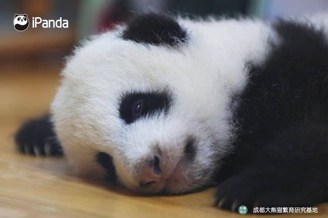 iPandaさんのインスタグラム写真 - (iPandaInstagram)「I woke my eyes up, but I found it difficult to wake my body up after the nap. 🐼 🐼 🐼 #Panda #iPanda #Cute #PandaPic #ChengduPandaBase #HowGiantPandasGrowUp  For more panda information, please check out: http://en.ipanda.com」8月30日 17時30分 - ipandachannel